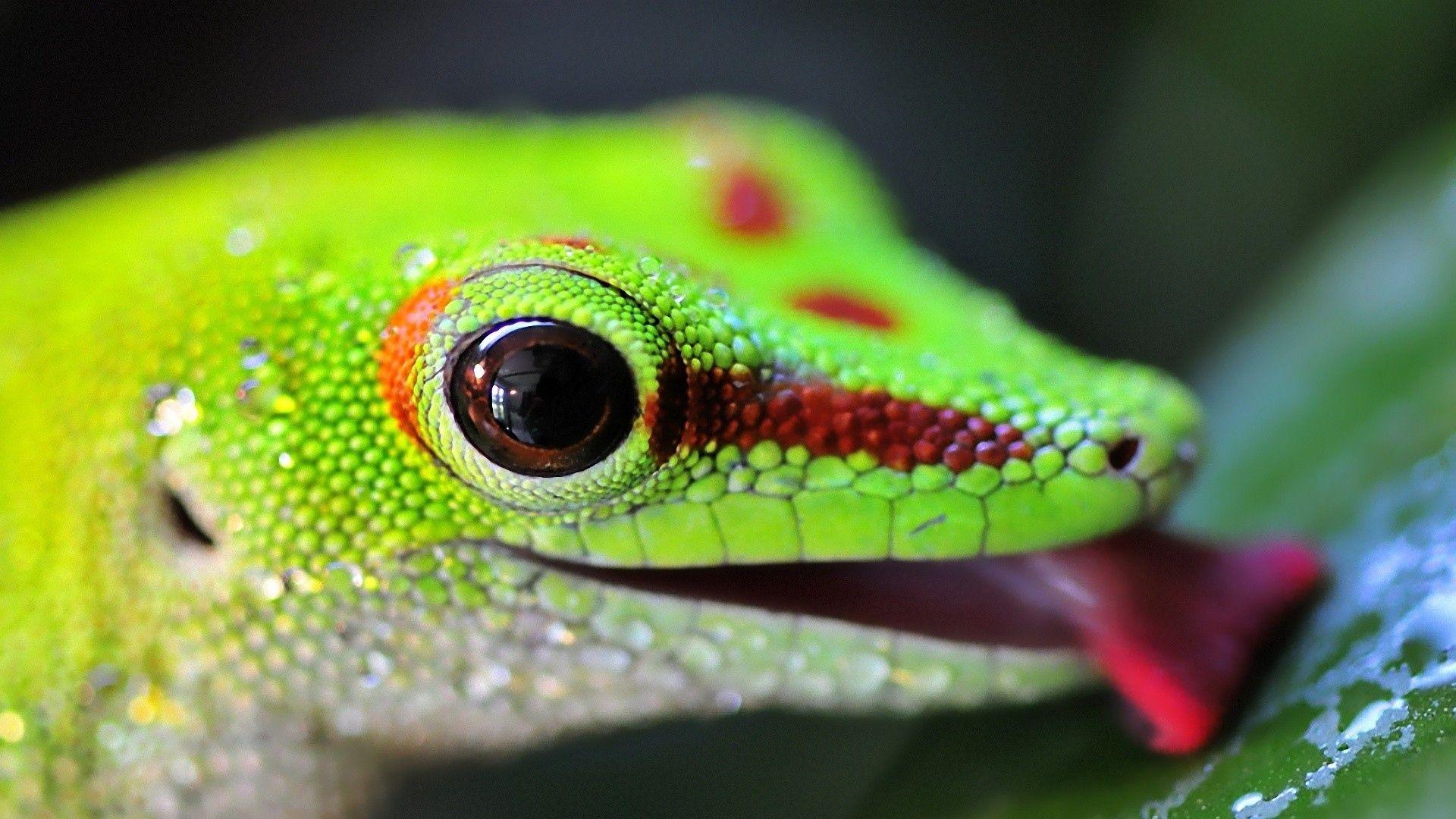 1920x1080 Little Lizard Wallpaper