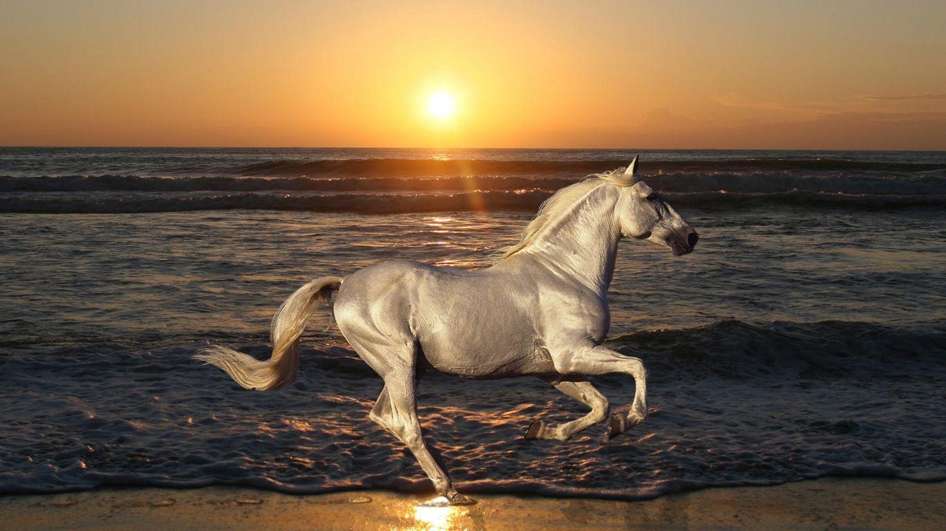 1366x768 Download wallpaper 1366x768 nature, stallion, horse, animals
