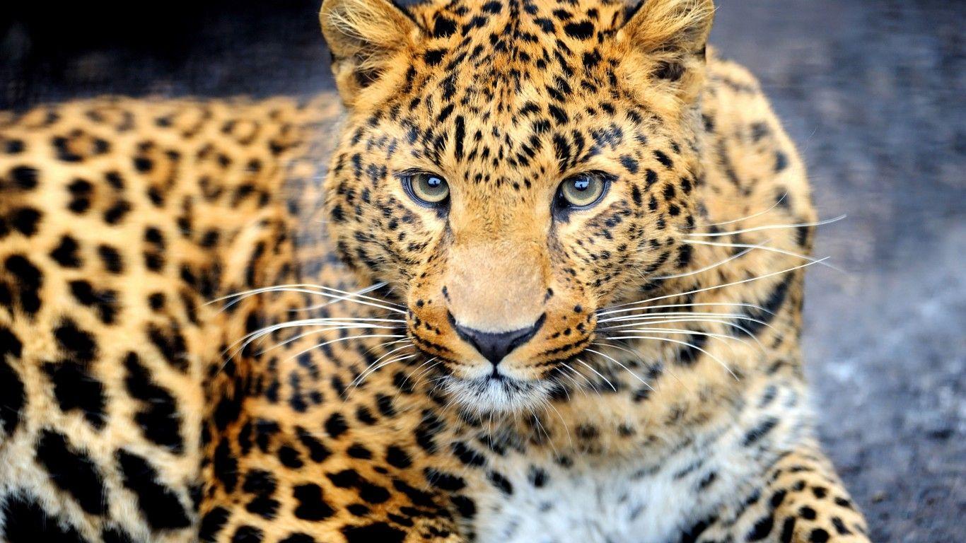 1366x768 Animal Leopard Desktop Wallpaper HD For Mobile Phones