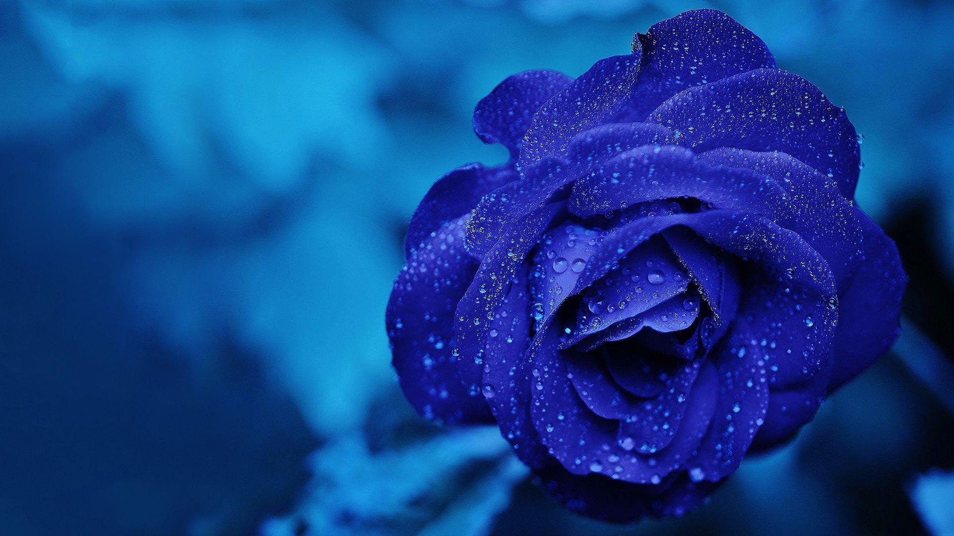 1920x1080 Blue Rose Laptop Background