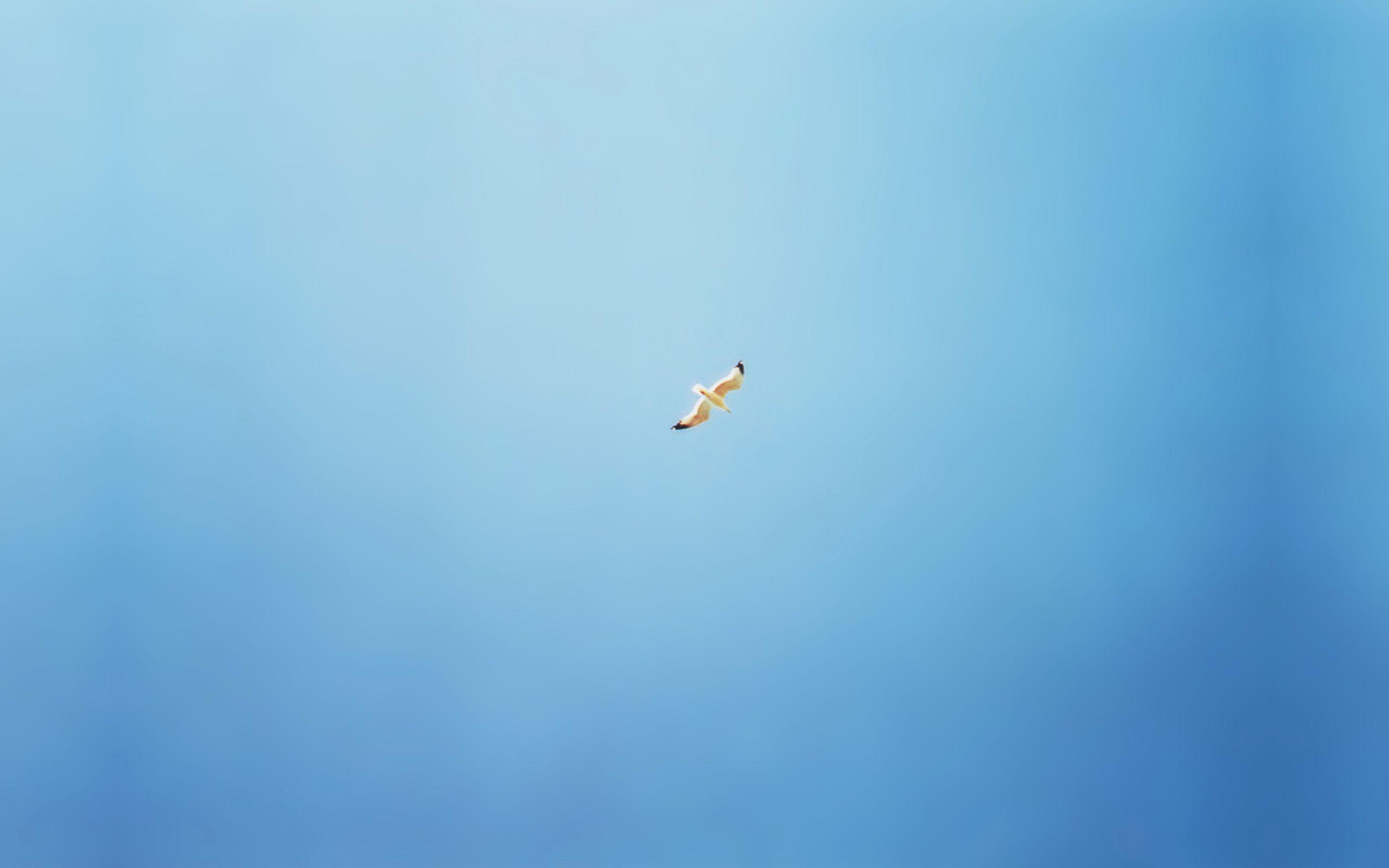 2560x1600 Wallpaper.wiki Blue Clean Seagull Hình ảnh rõ ràng PIC WPC006042