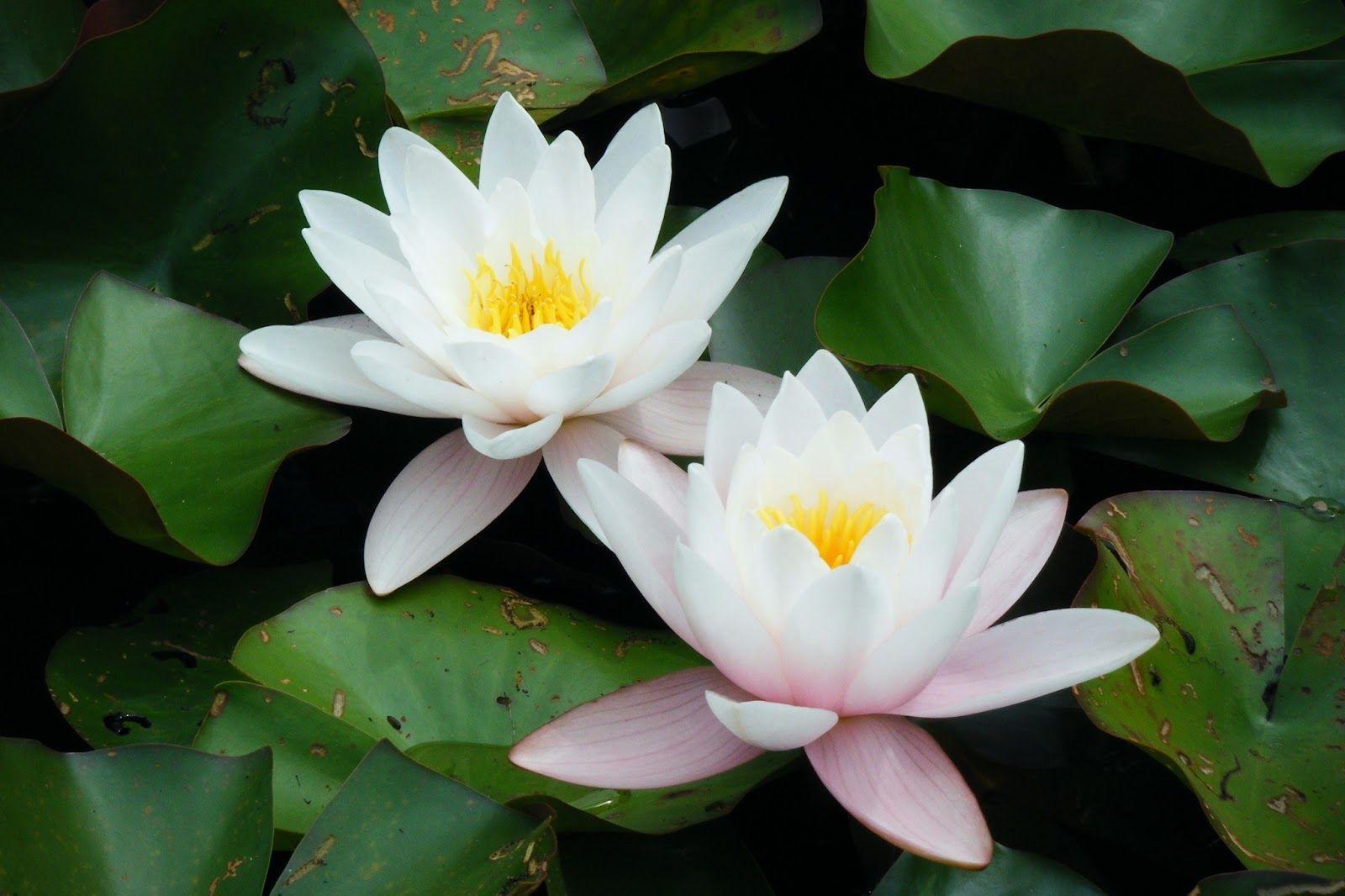 1600x1066 Lotus Flower HD Wallpaper