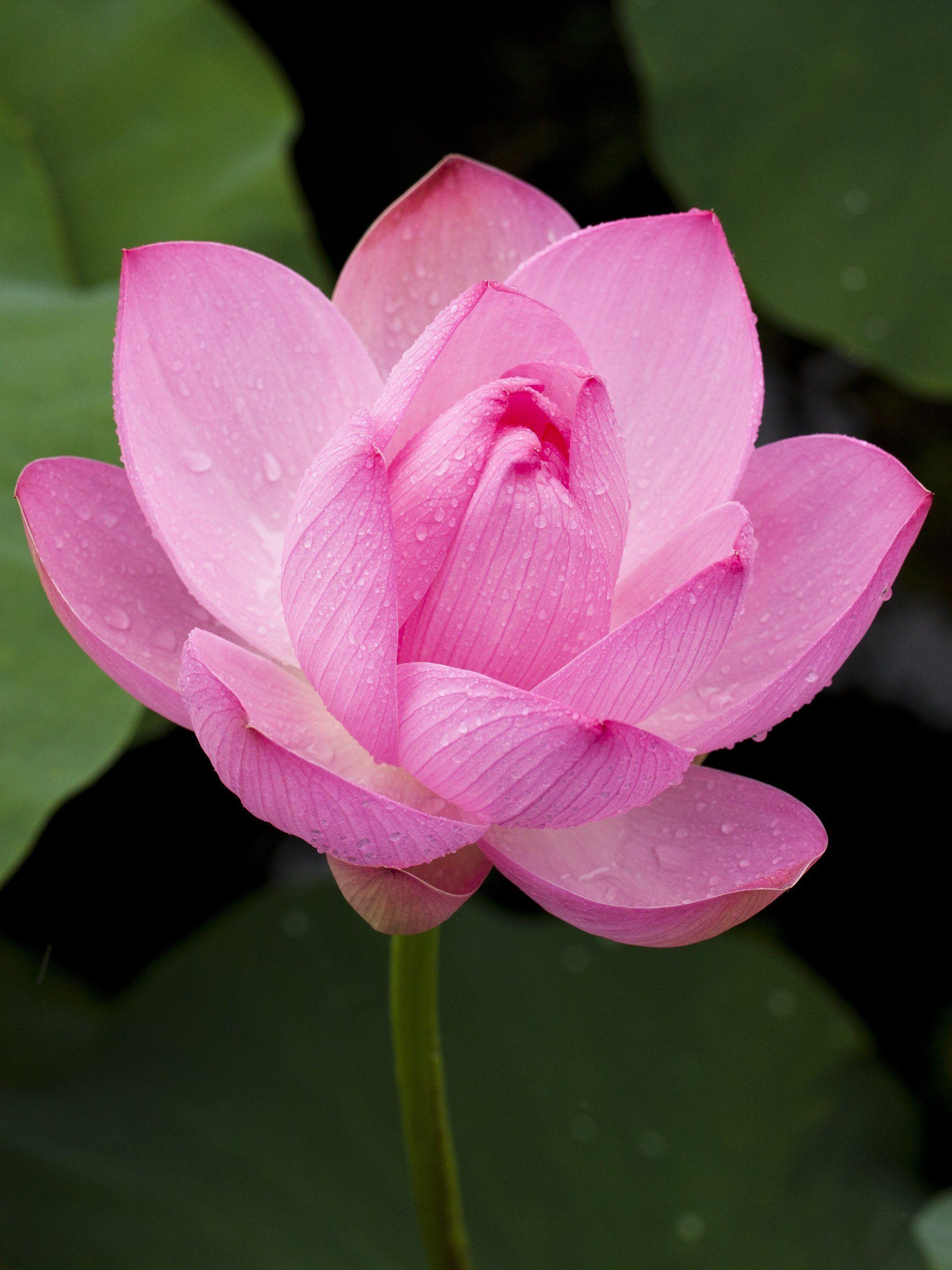 2048x2732 Pink Lotus Flower Wallpaper, Android & Desktop Background