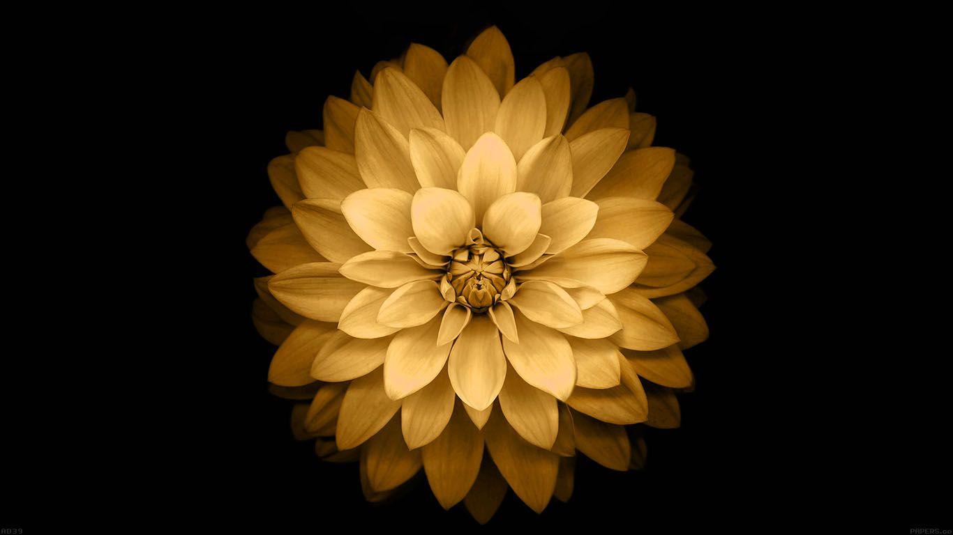 1366x768 wallpaper for desktop, laptop. apple yellow lotus