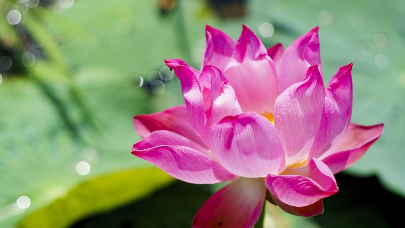 1366x768 Download 1366x768 Wallpaper Pink Beautiful, Flower Lotus