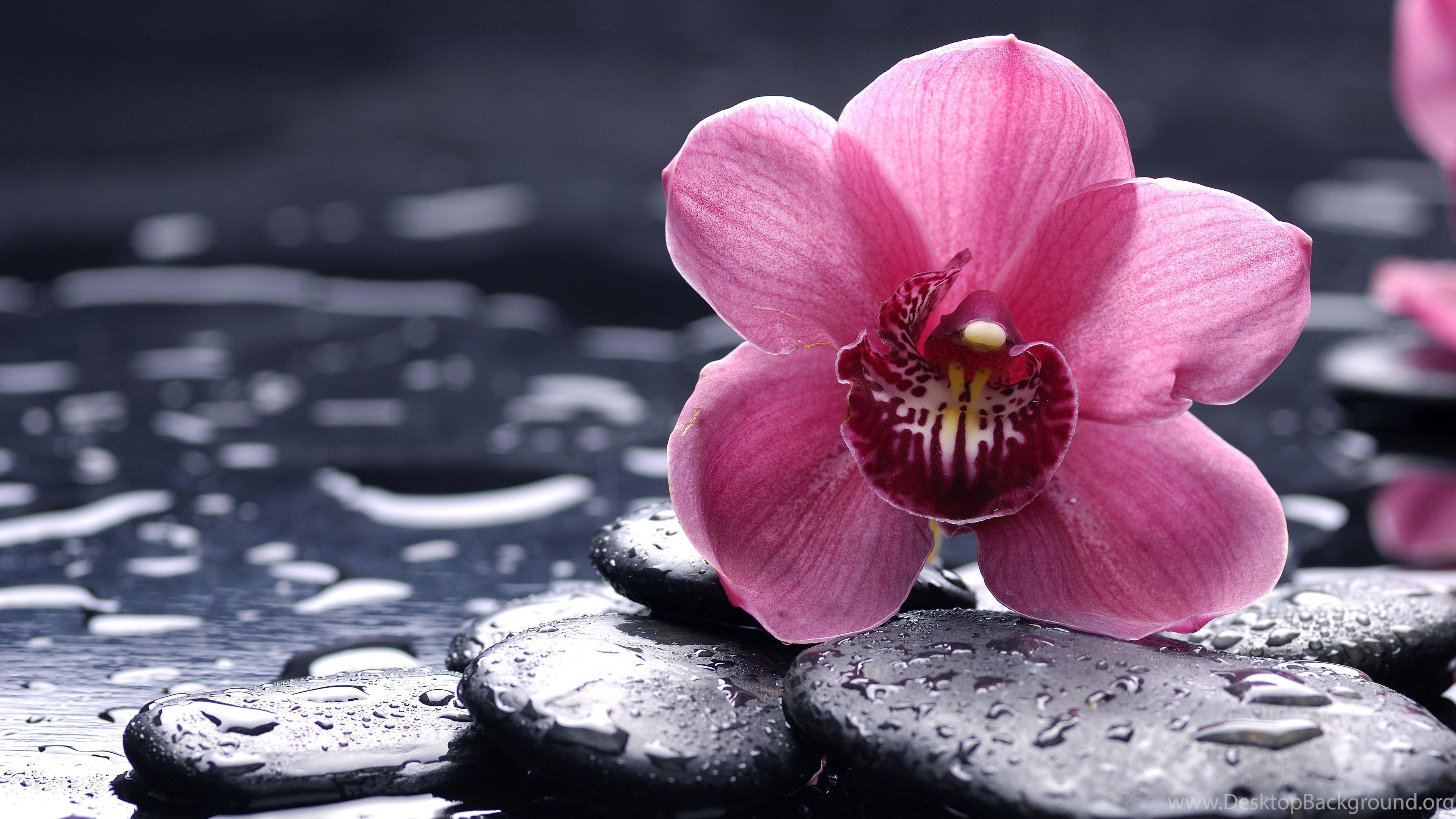 3840x2160 Ultra HD Wallpaper 8k Download D Écran Fleur Free