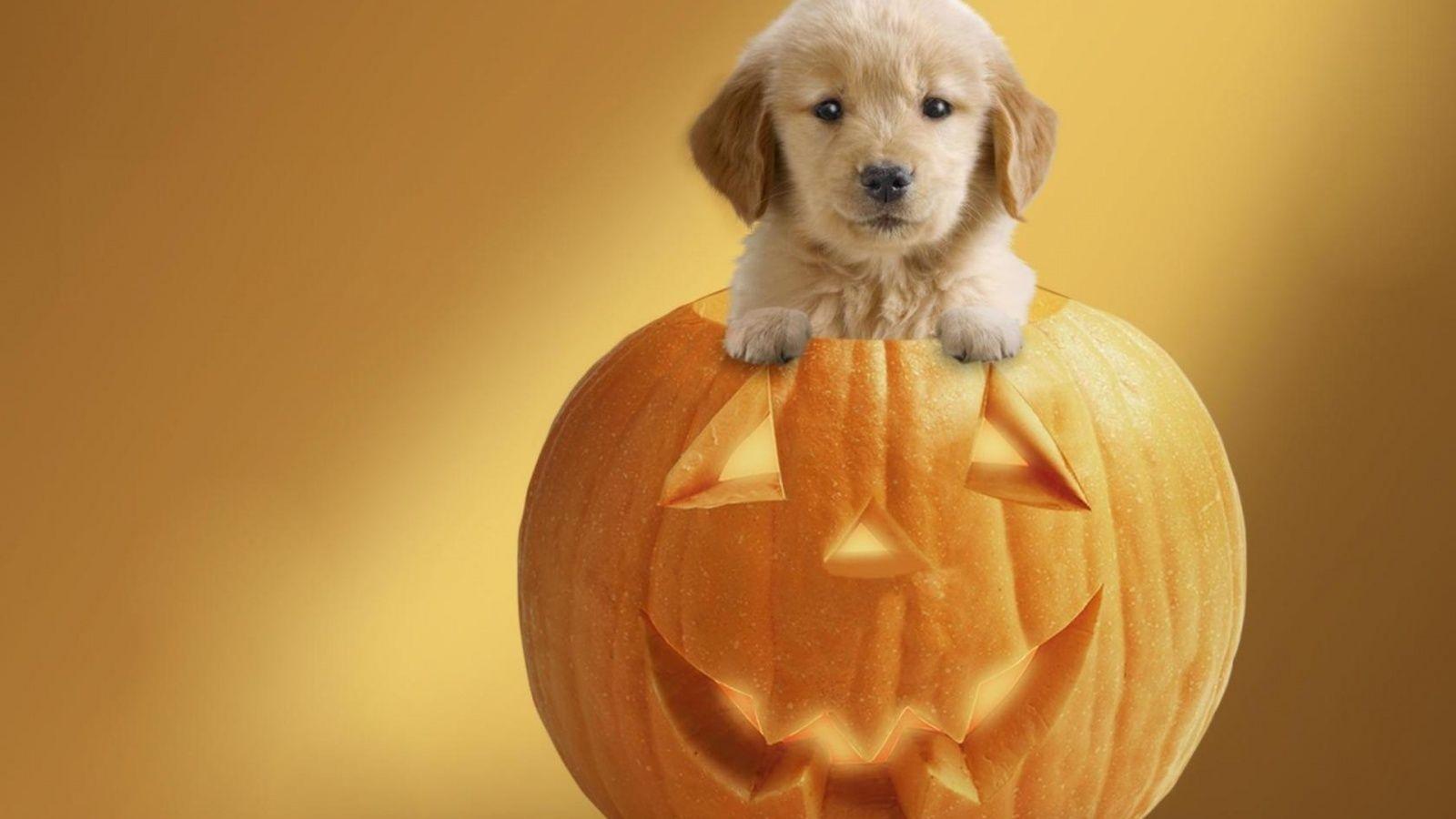 1600x900 Cute halloween desktop wallpaper