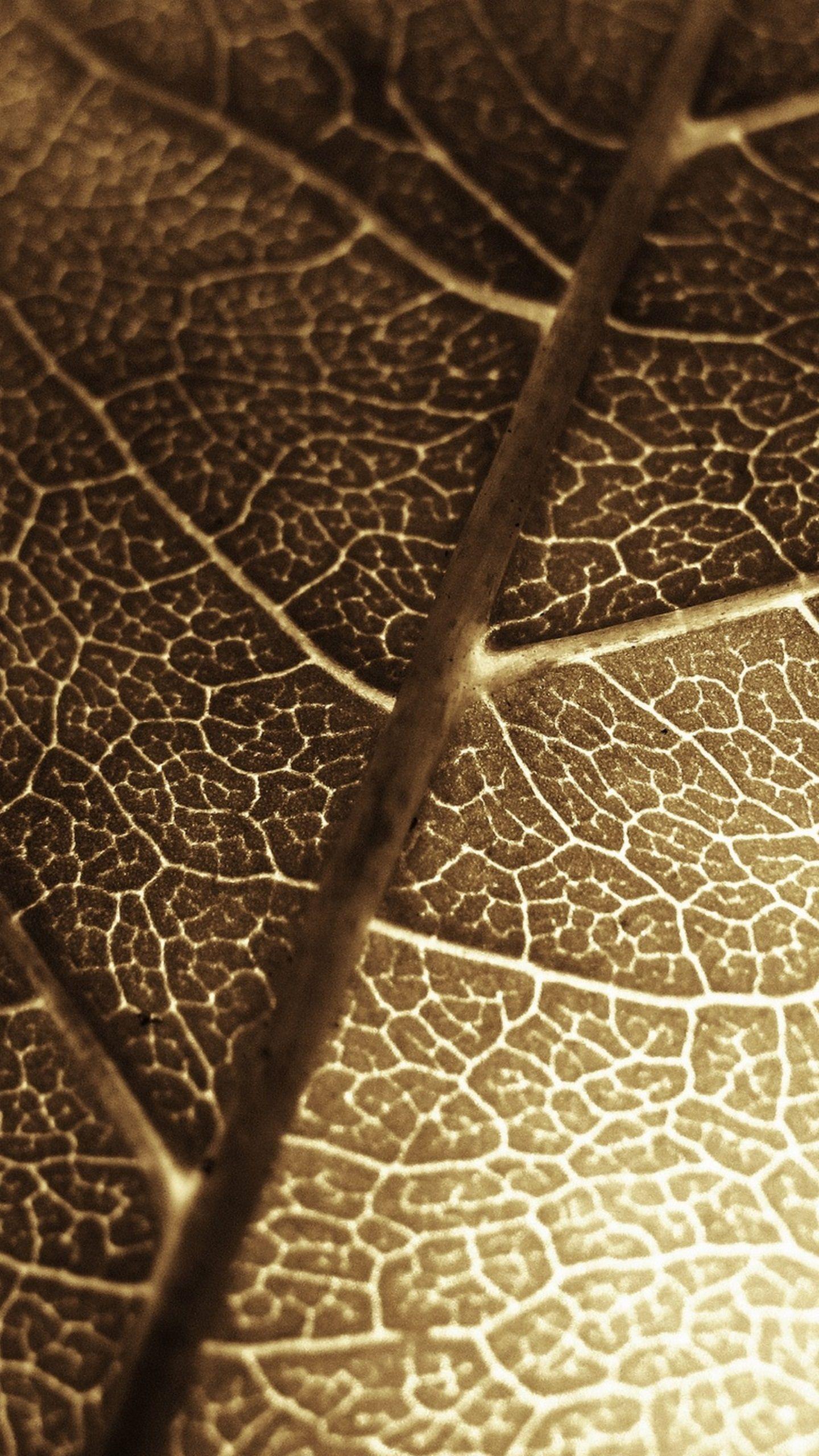 1440x2560 Gionee Elife E8 Wallpaper №19 Gold Wallpaper