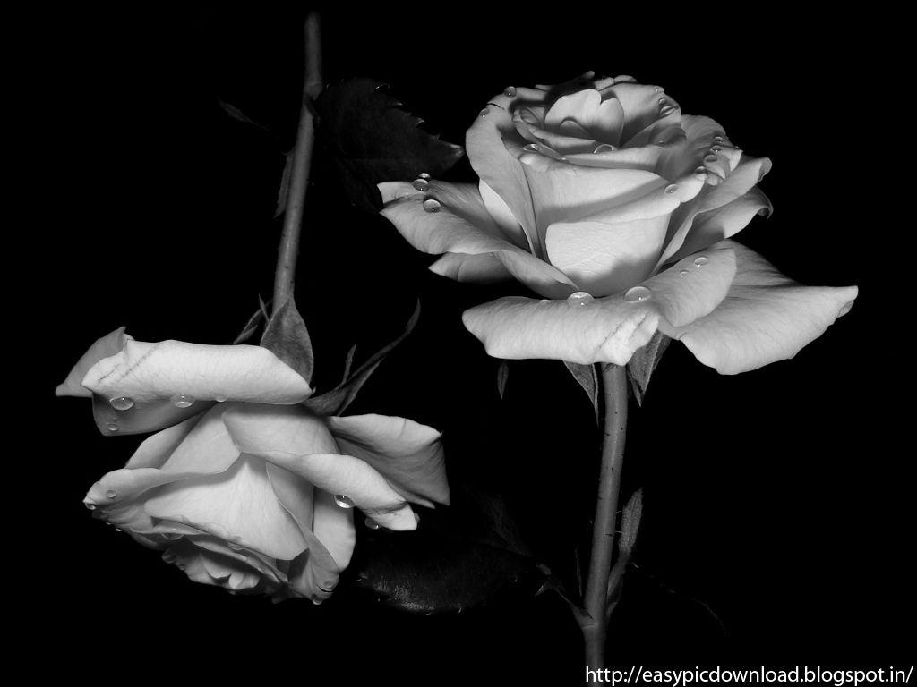 1024x768 Black And White Rose Wallpaper