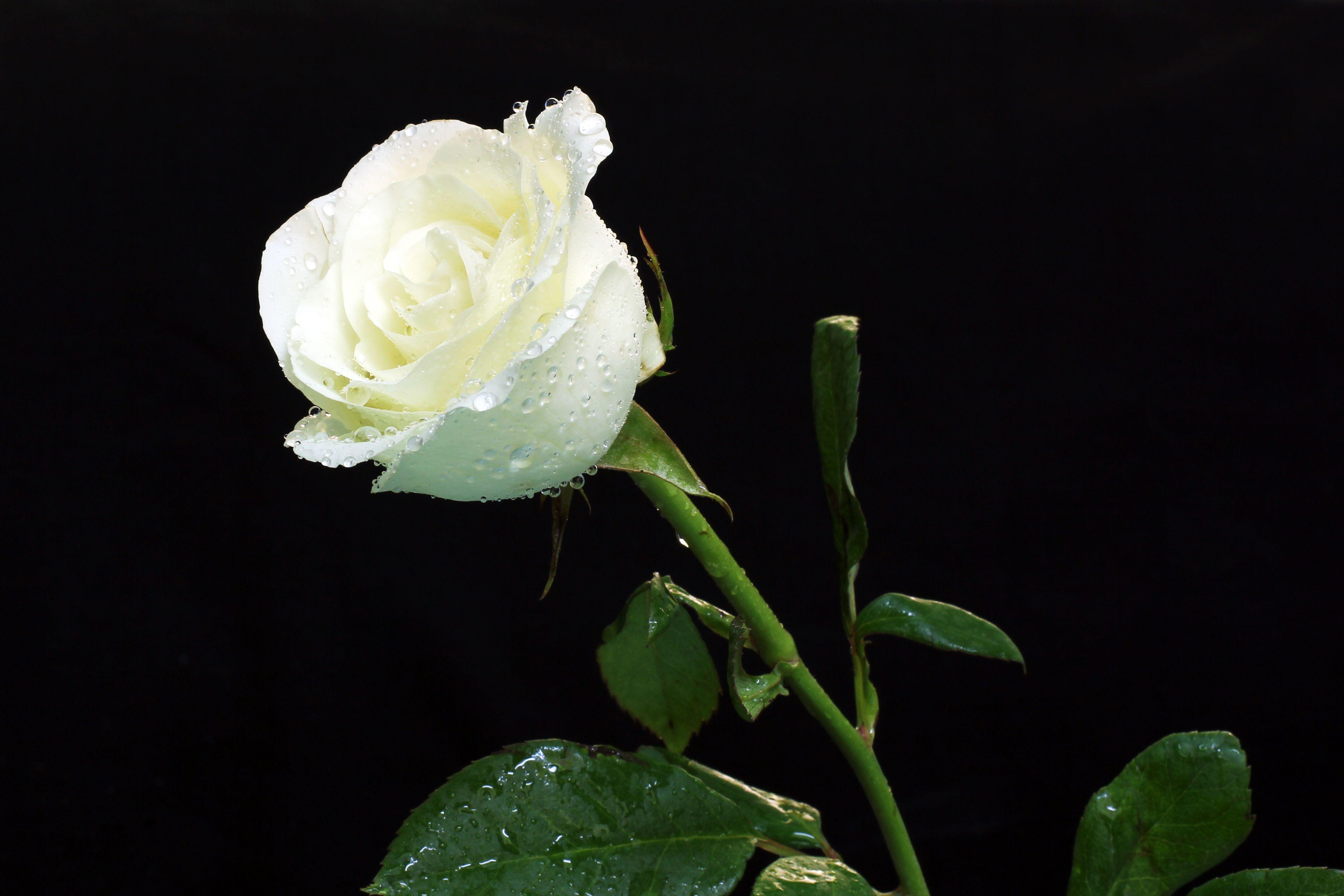 Cool White Rose Wallpapers - Top Free Cool White Rose Backgrounds -  WallpaperAccess