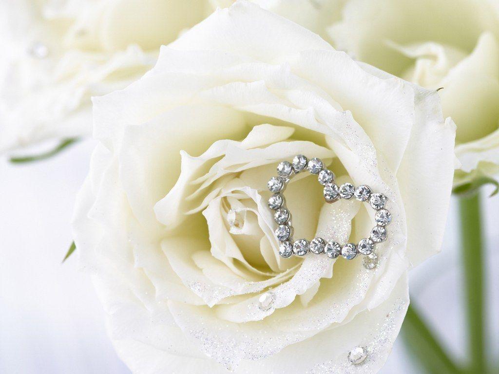 White Roses HD Wallpapers - Top Free White Roses HD Backgrounds ...