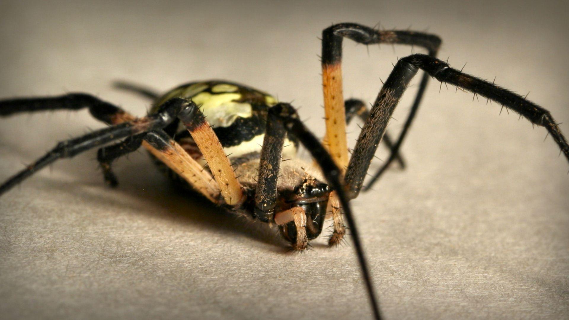 1920x1080 Spider Wallpaper HD