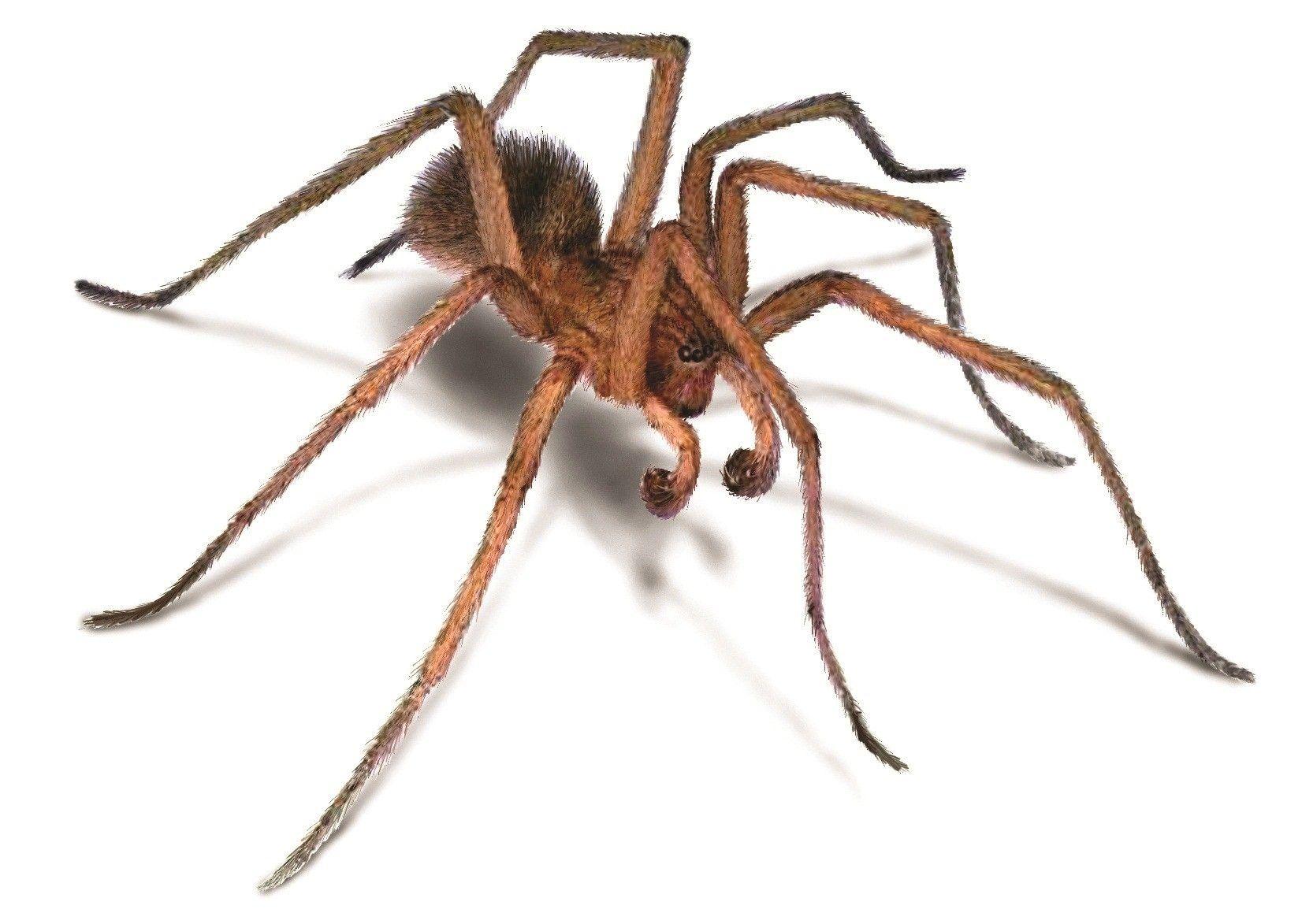 1652x1173 Animal Hobo Spider Pics