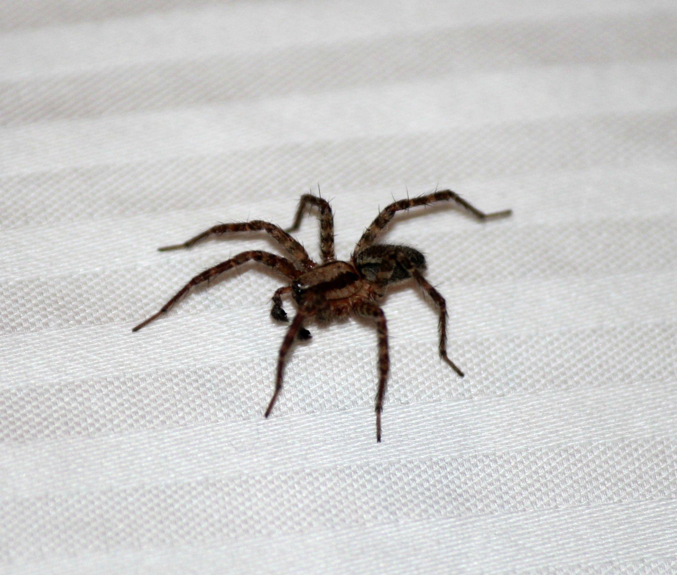 2200x1869 Scary Spider Wallpaper