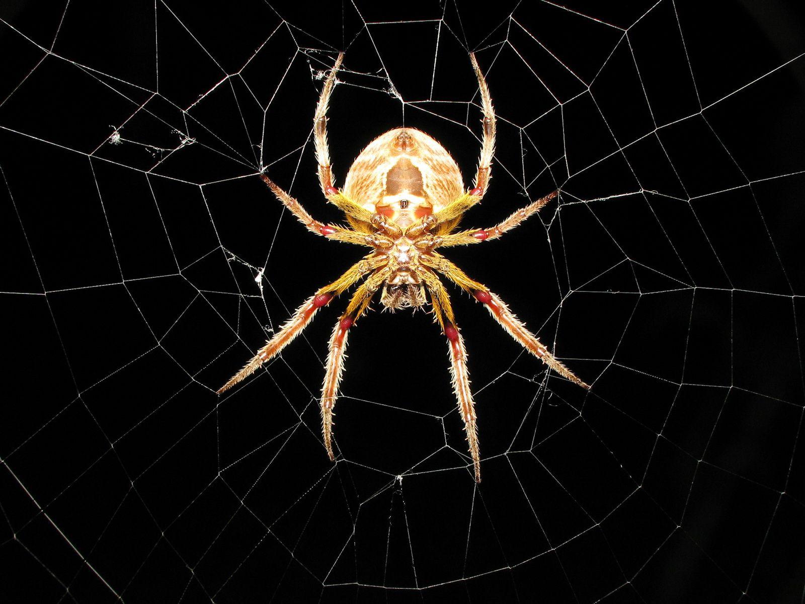 1600x1200 Cool Spider wallpaperx1200