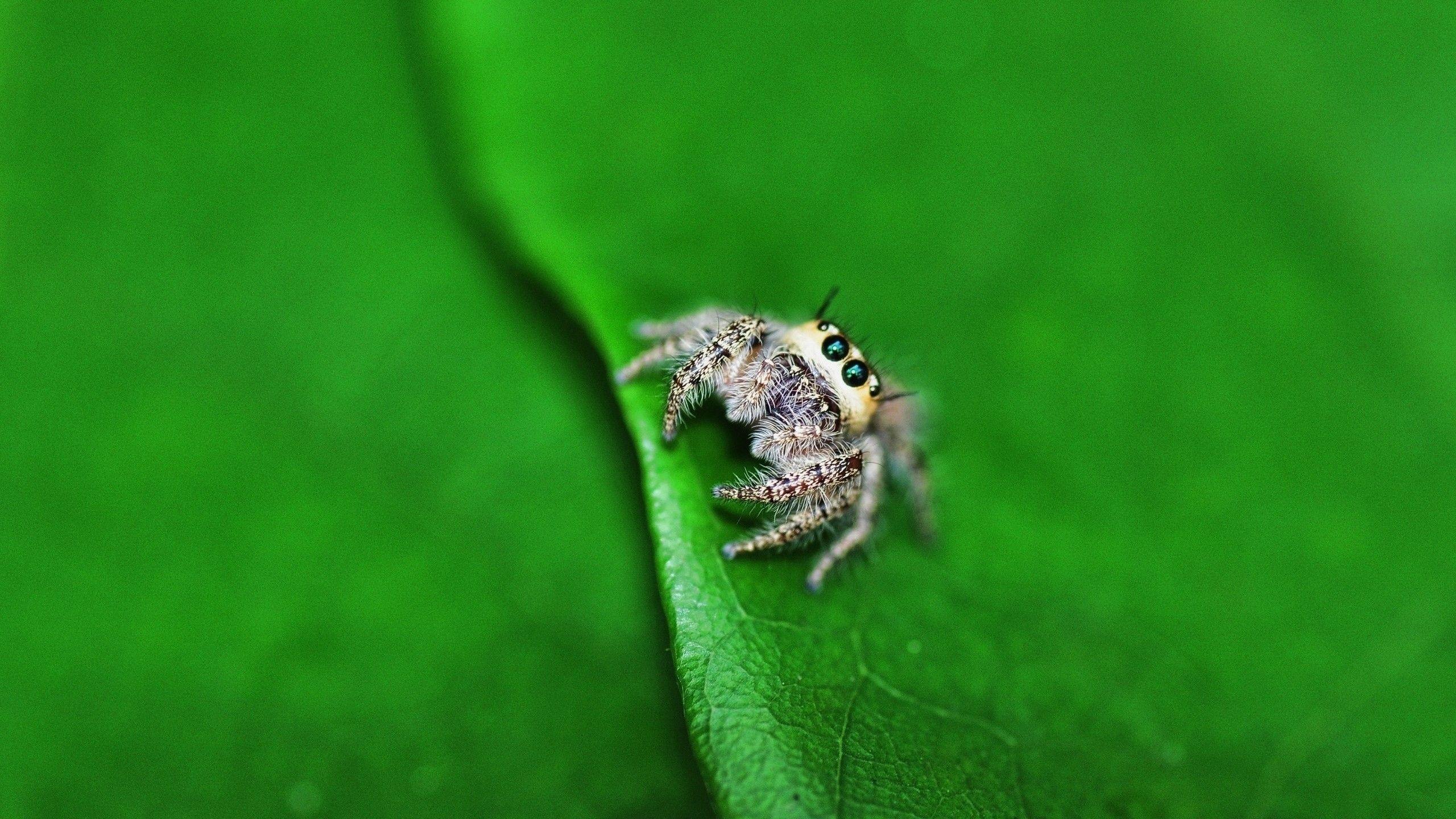 2560x1440 Spider HD Wallpaper and Background