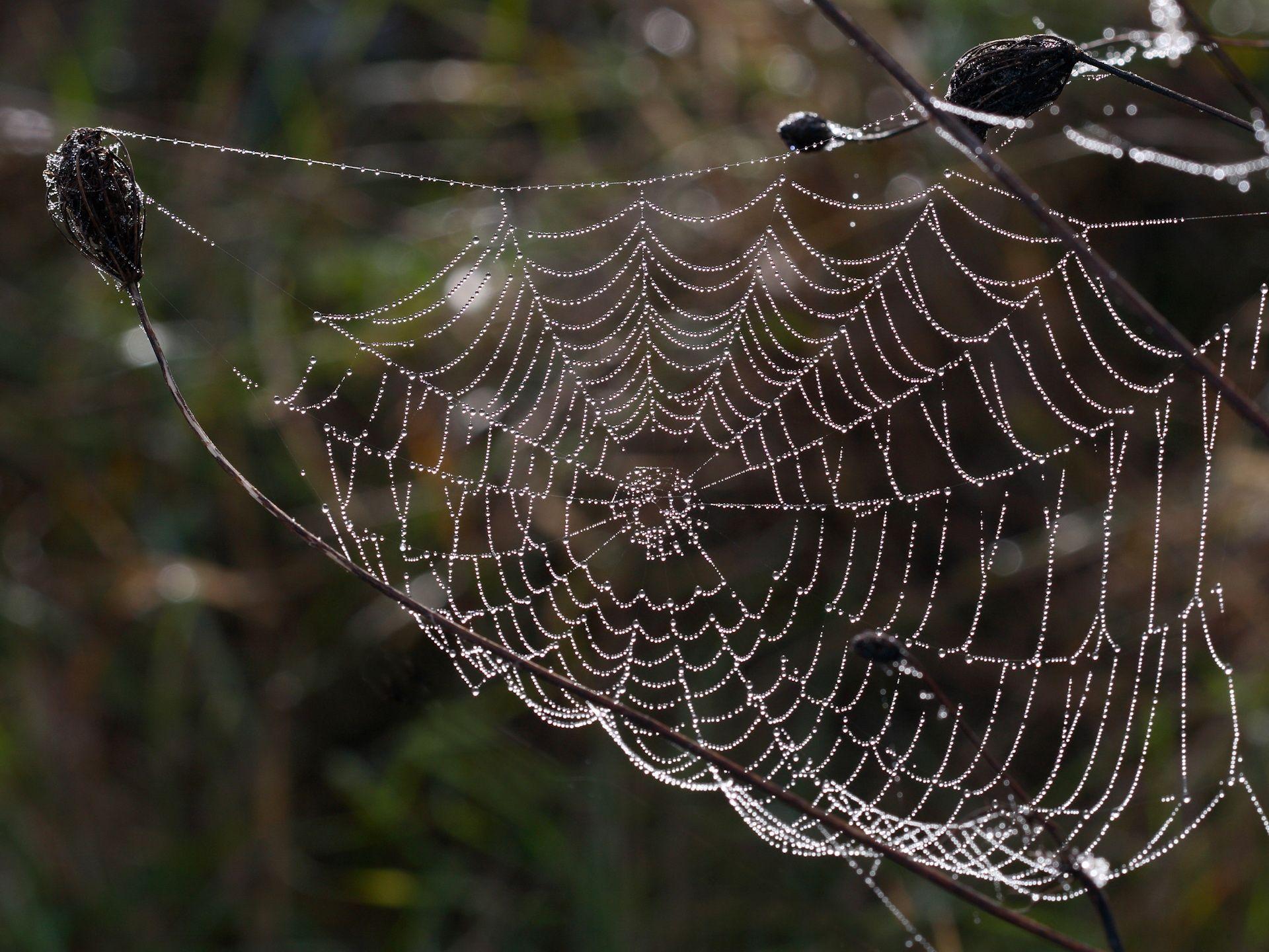 1920x1440 Excellent HD Spider Web Wallpaper
