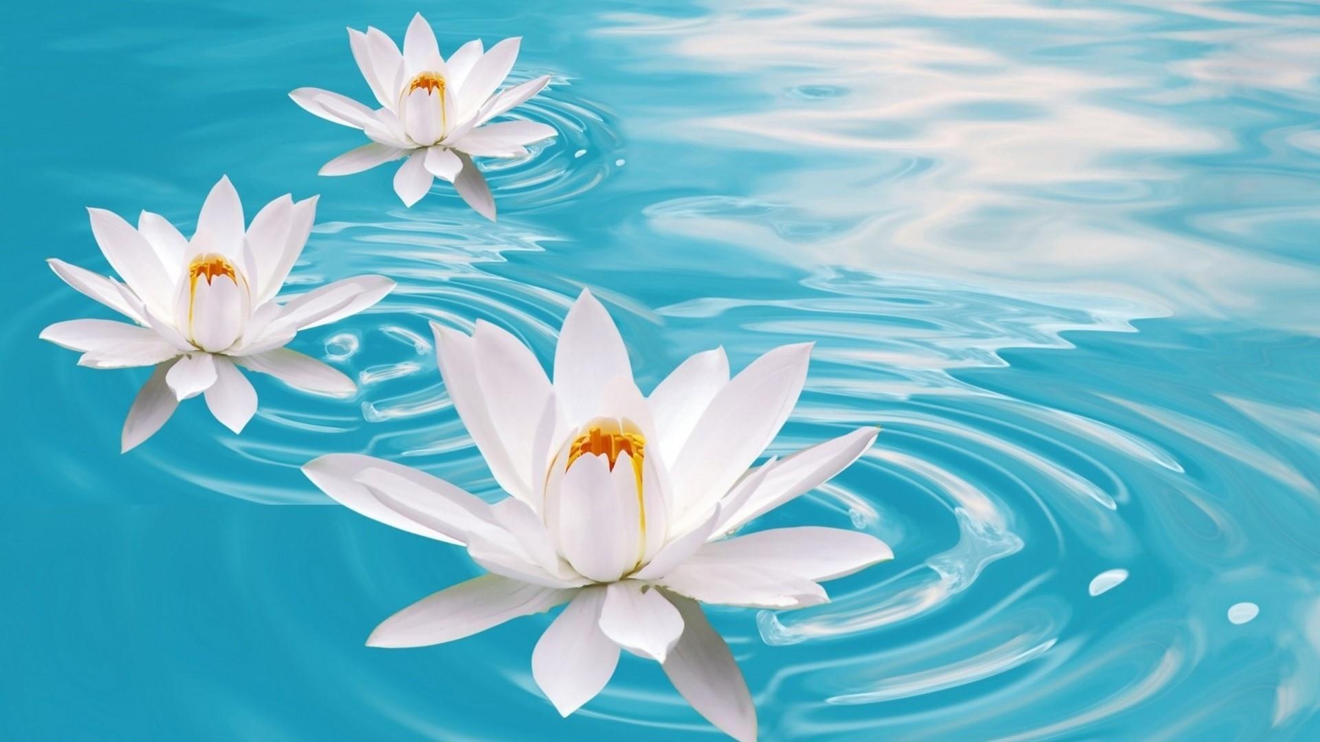 1920x1080 Water Lily Wallpaper High Quality Resolution Download