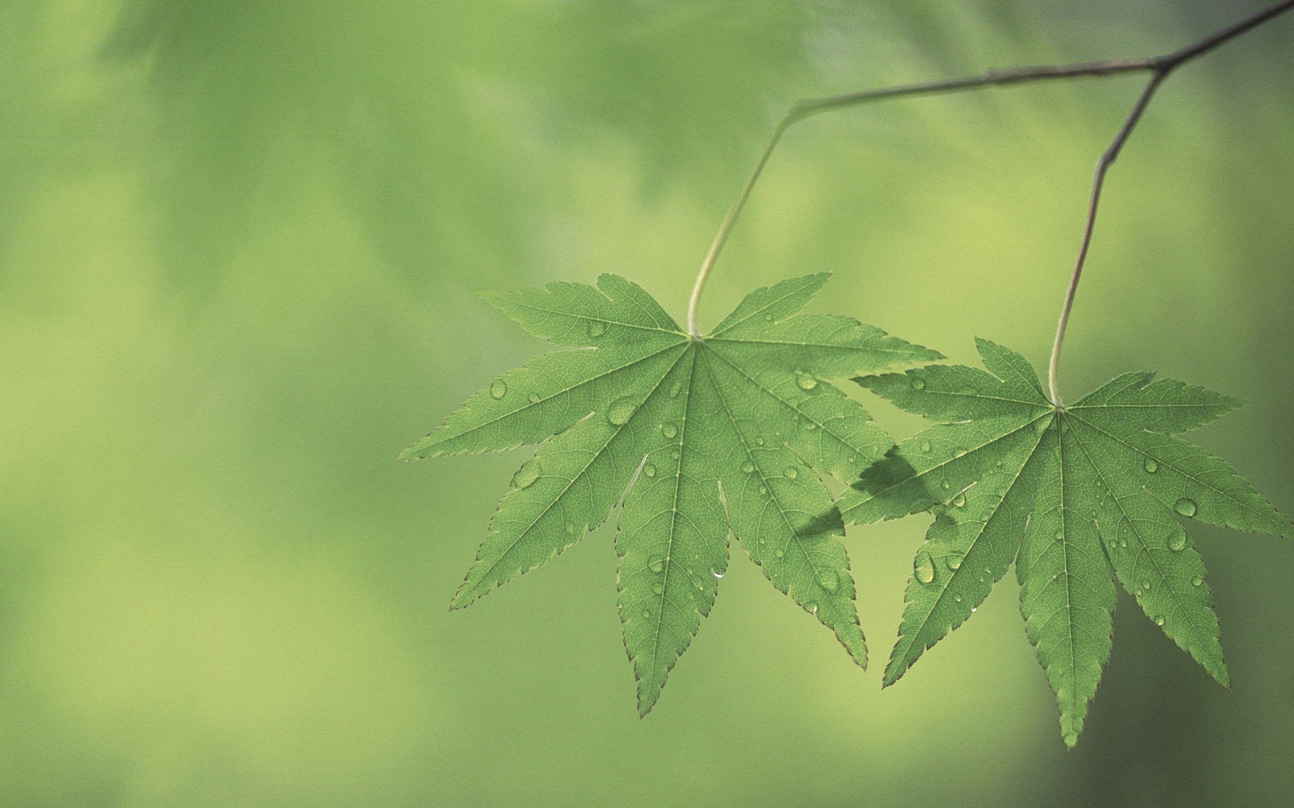2560x1600 High Definition, Nature, Laptop, HD Wallpaper, Plants, Leaf