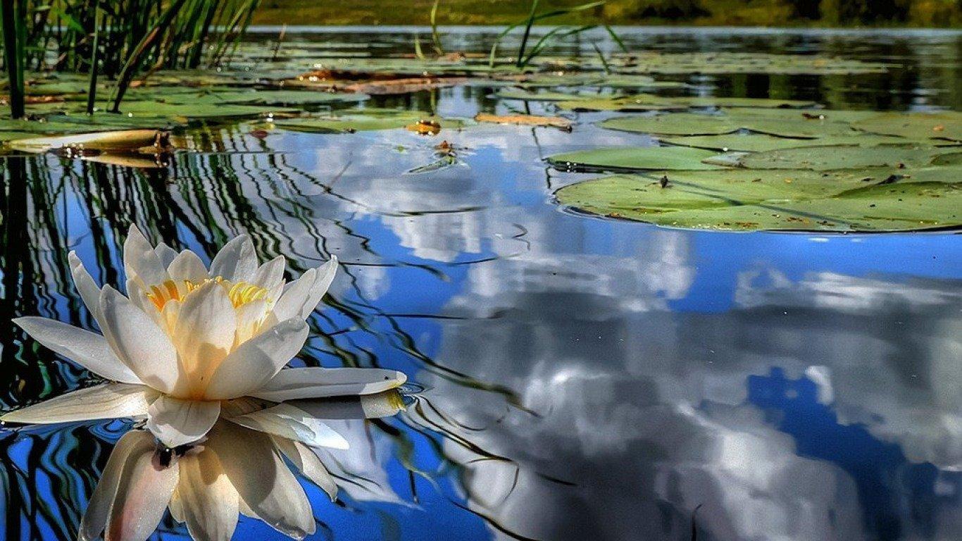 1366x768 Water Lily wallpaper 1366x768 (laptop) desktop background