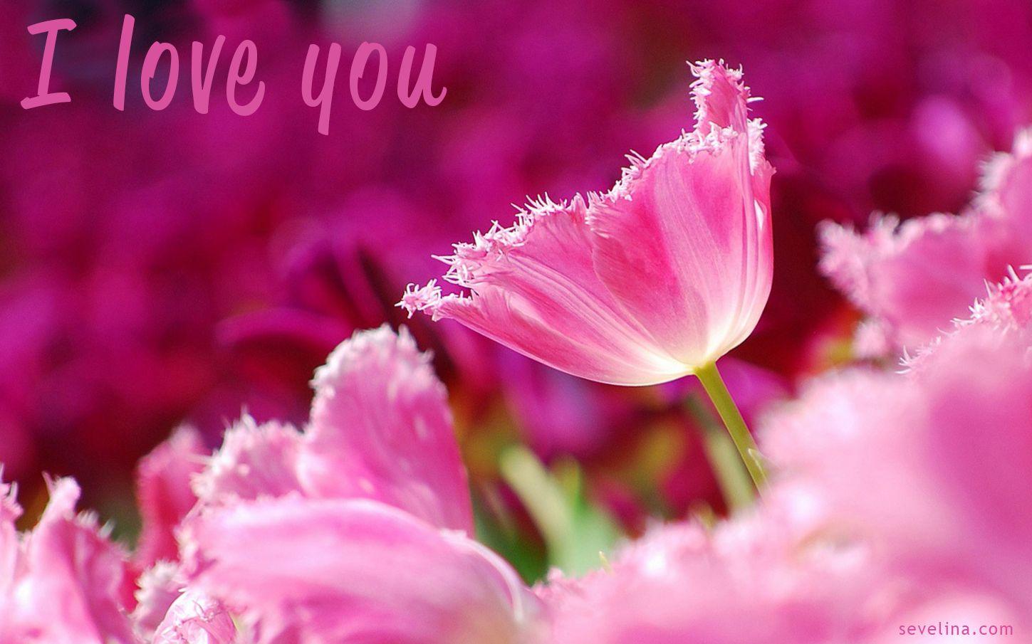 1449x905 amazing ❤ Valentines day wallpaper 2014 ❤. • Sevelina