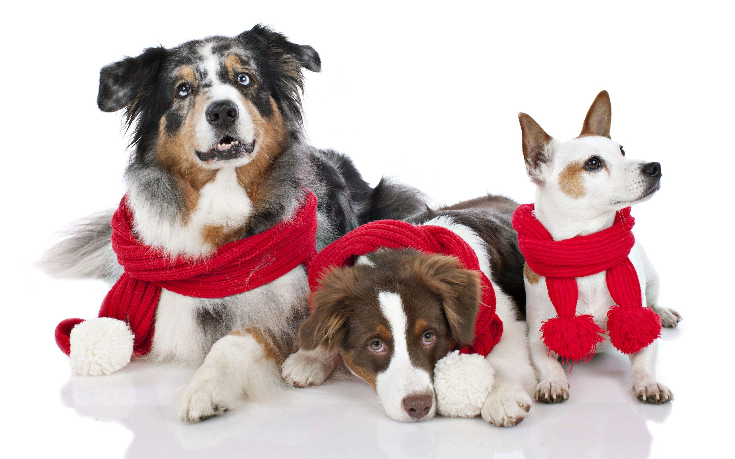 2560x1600 Christmas Animal Wallpaper