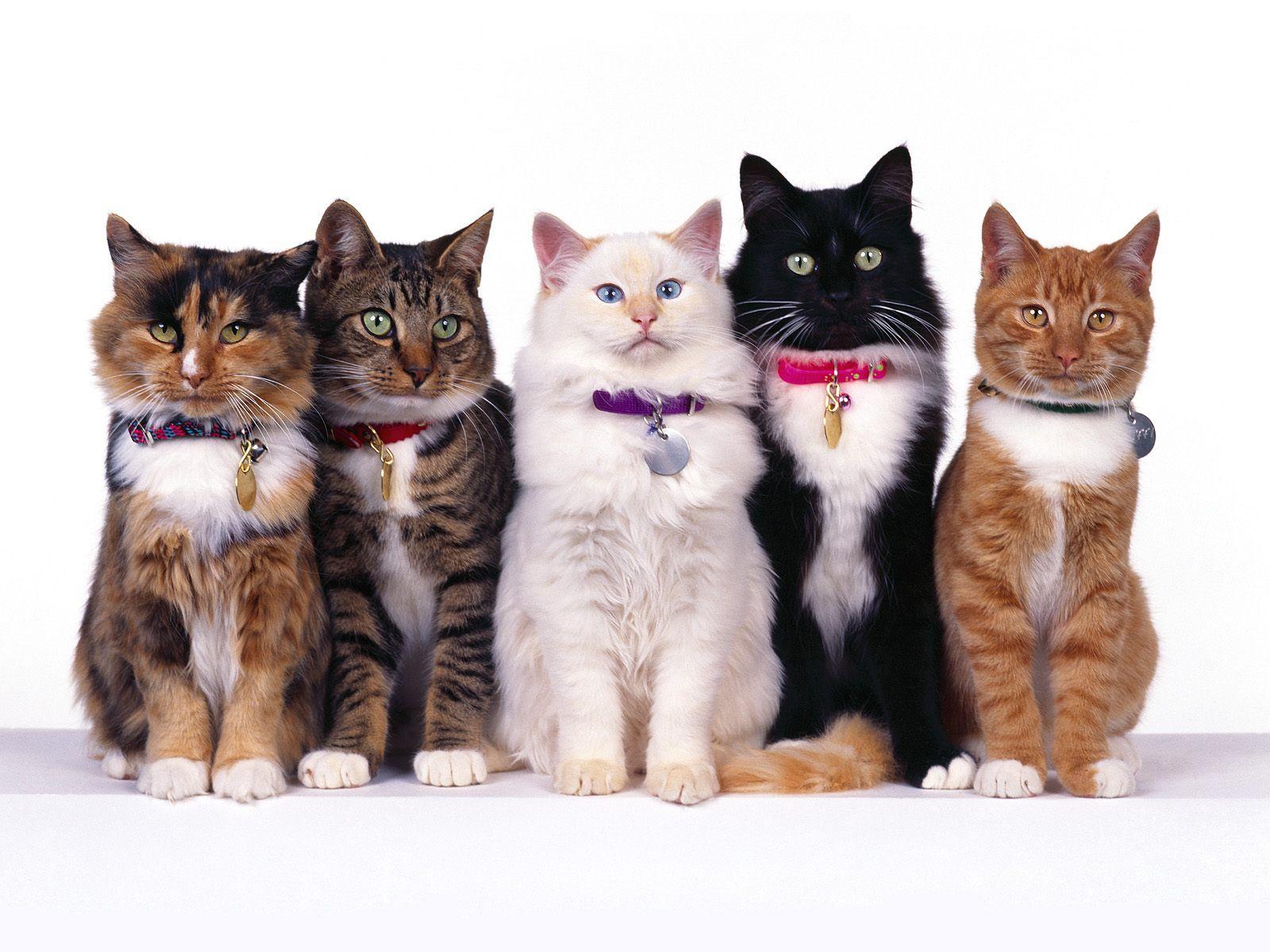 1600x1200 Click image to show more Free Download Wallpaper Smart Cute