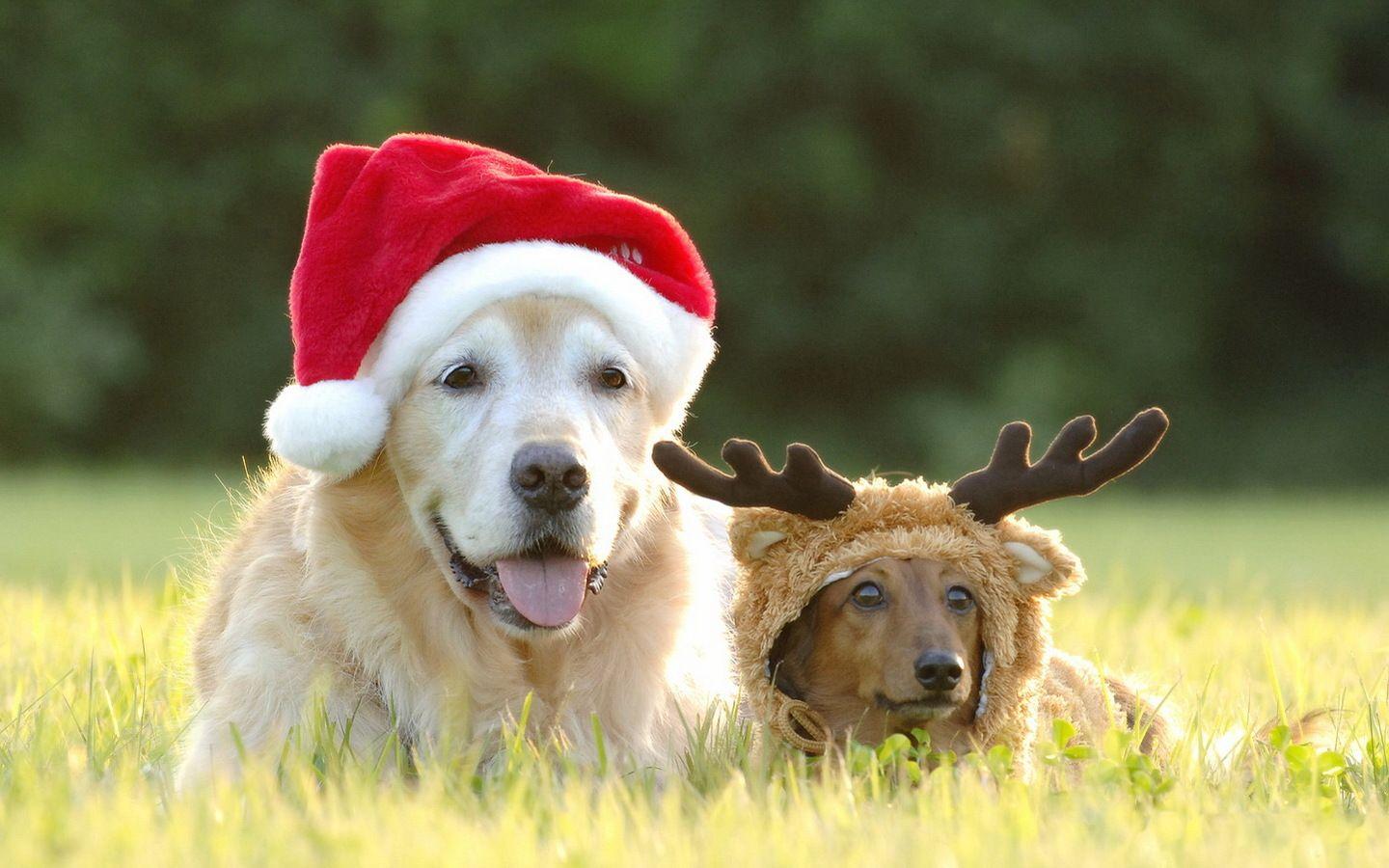Funny Christmas Animal Wallpapers - Top Free Funny Christmas Animal