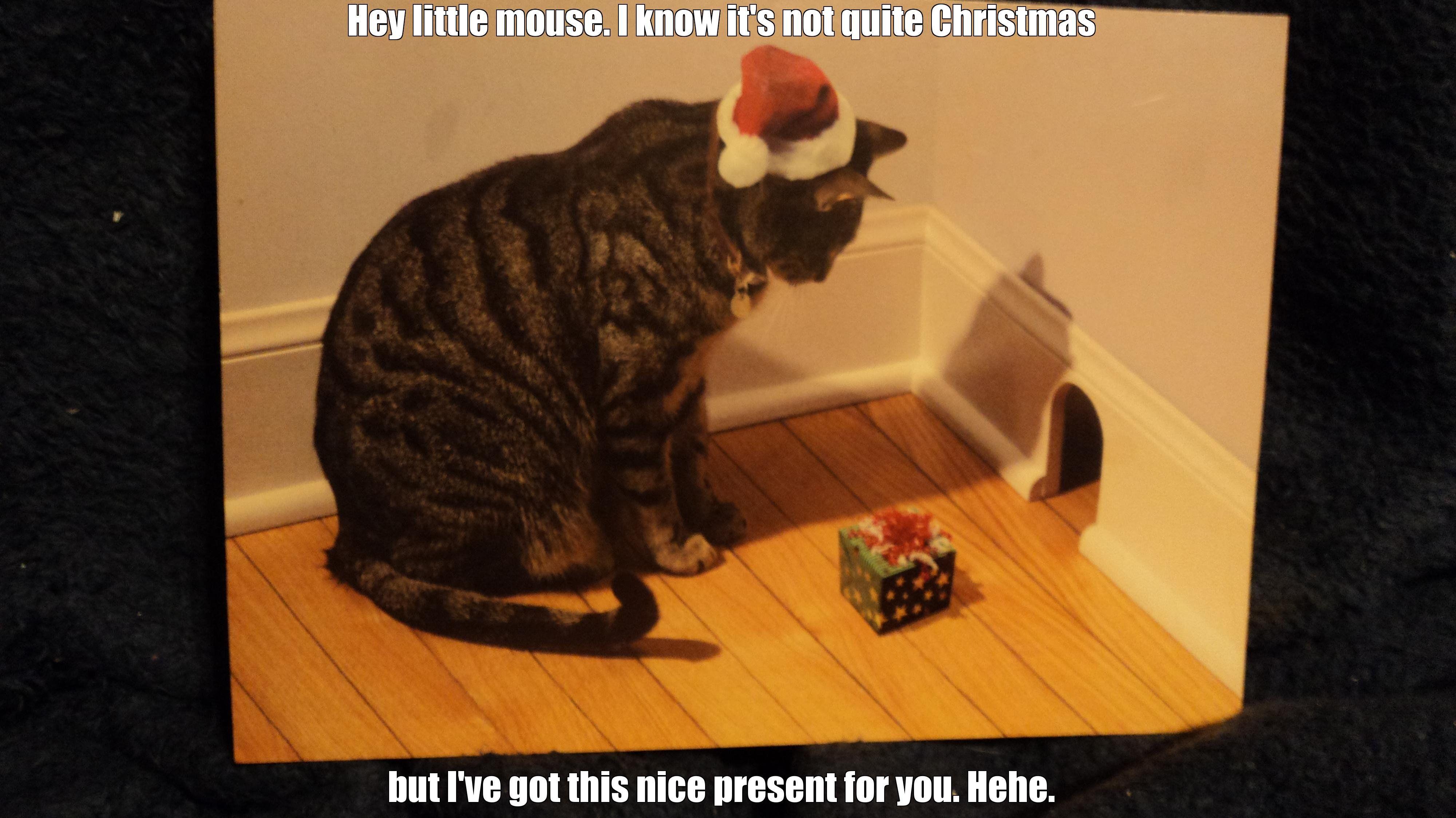 4000x2248 Funny Christmas Cat Memes. Funny Cat Picture