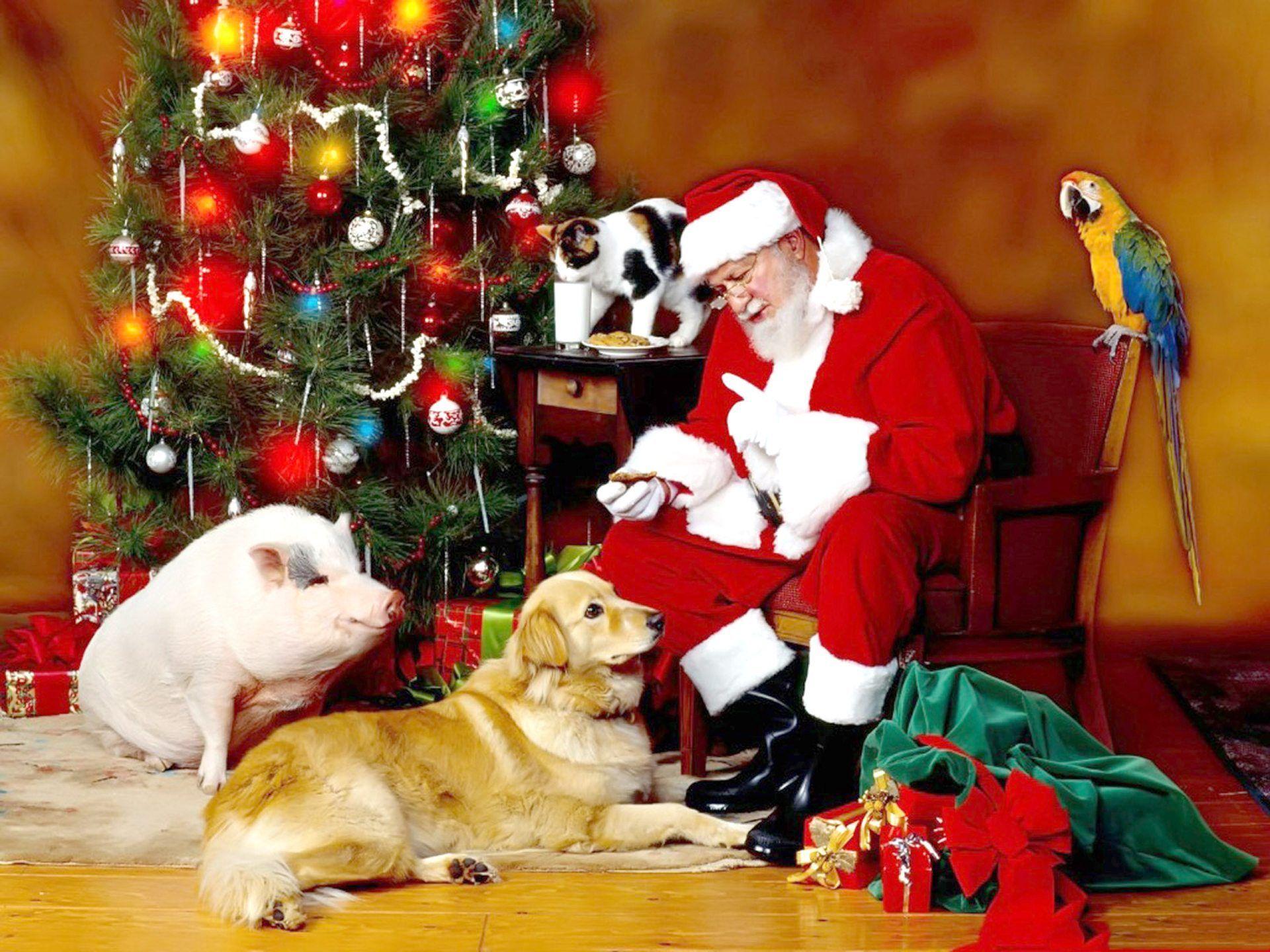 1920x1440 Christmas Animals Wallpaper