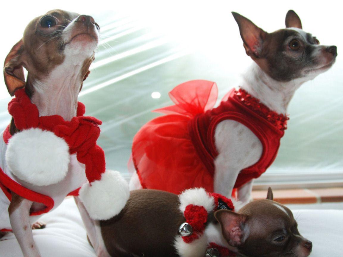 1152x864 Christmas Animals 2012. New Stylish Wallpaper