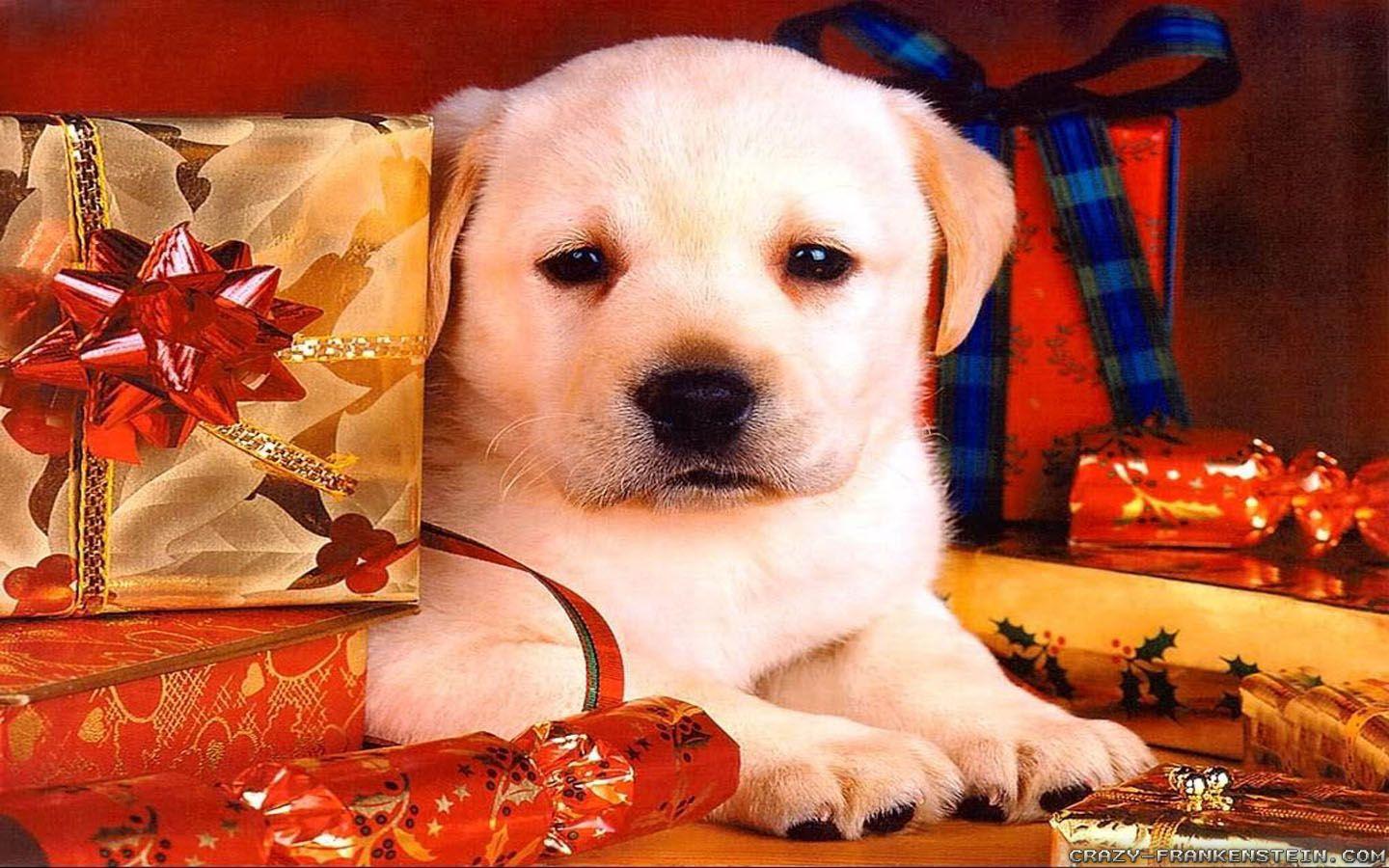 1440x900 Cute animals. Christmas dog, Dog