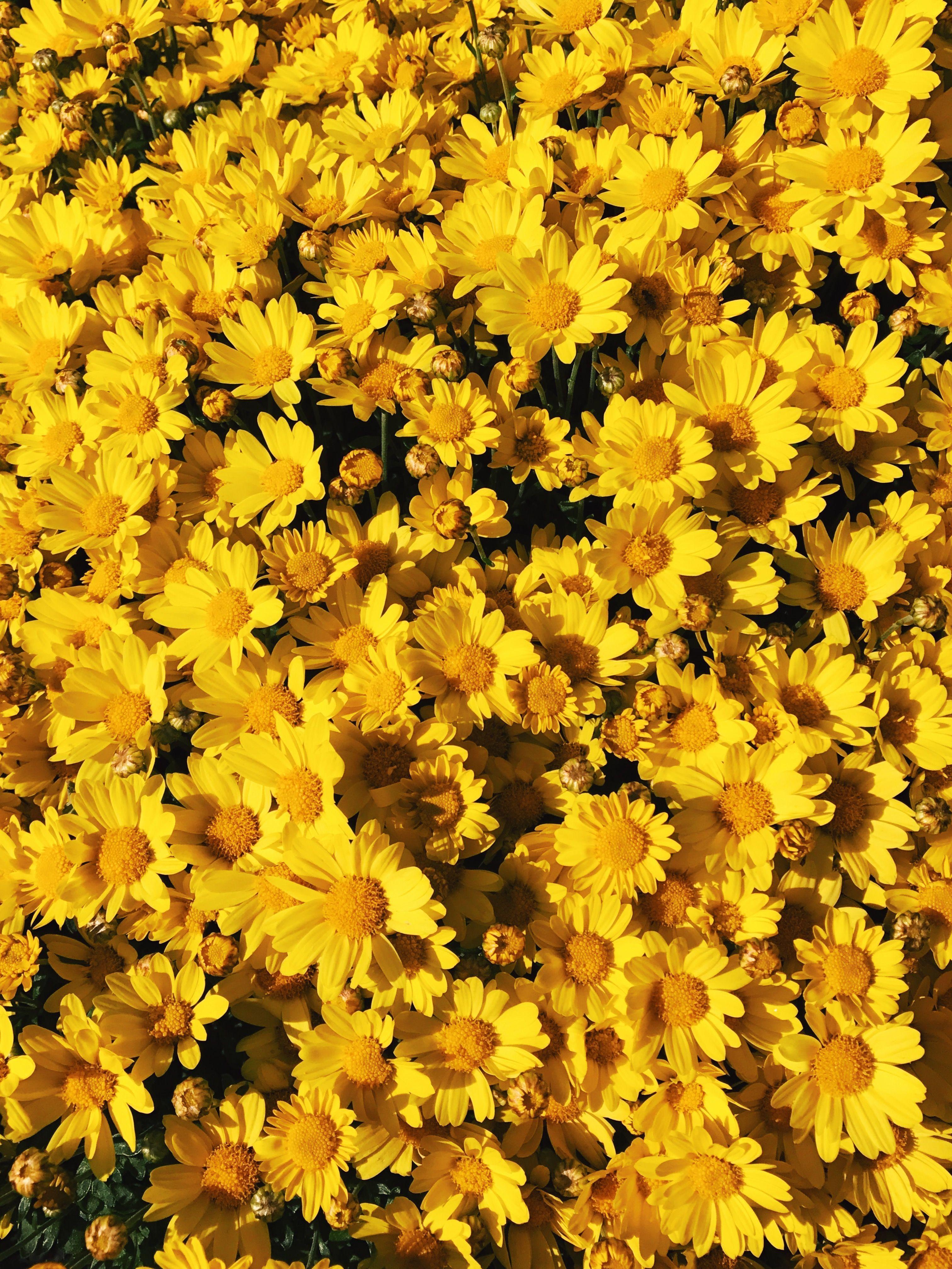 Hình nền hoa thẩm mỹ màu vàng 3024x4032