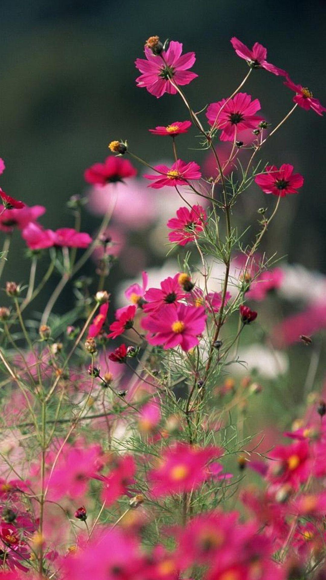 1080x1920 Thiên nhiên tinh khiết Cánh đồng hoa Galsang tuyệt đẹp iPhone 8
