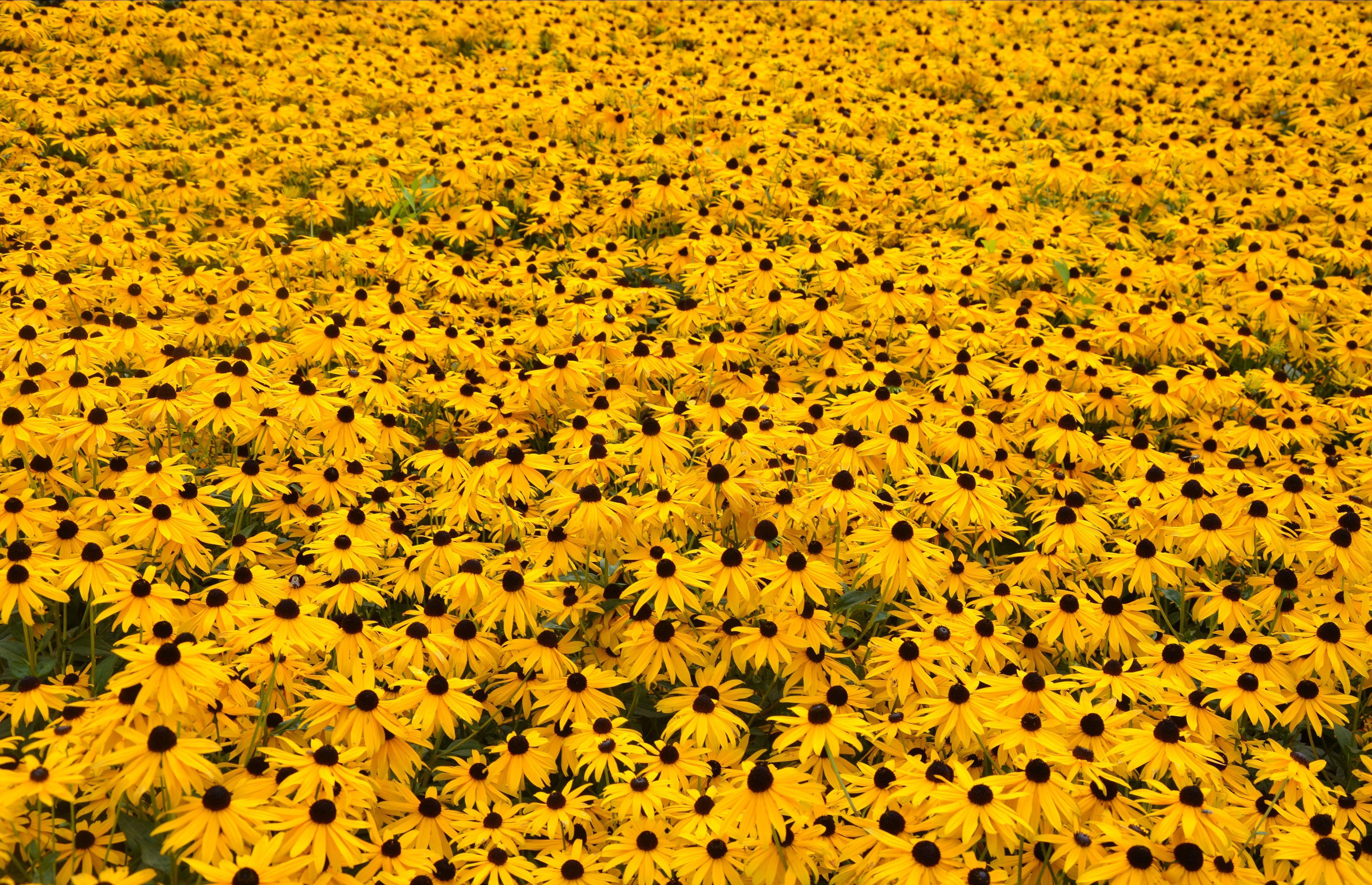 4922x3177 Desktop Wallpaper Aesthetic Yellow