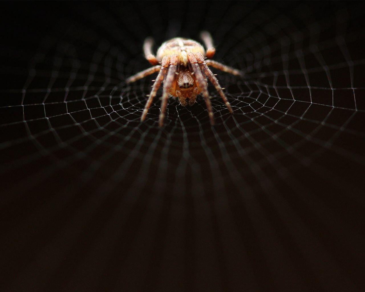 1280x1024 Download wallpaper 1280x1024 spider, web, net, weave, crawl