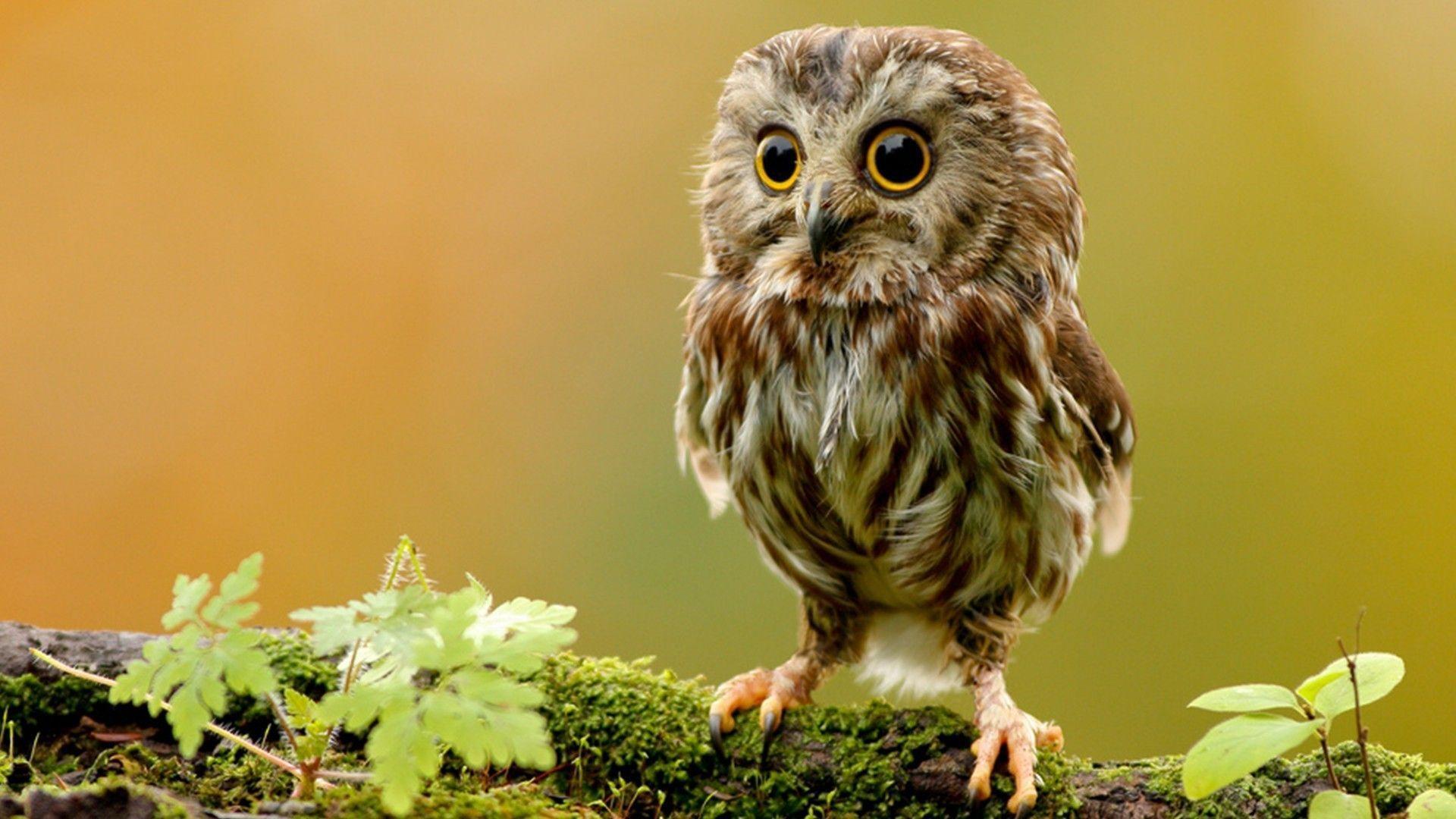 Cute Owl Wallpapers - Top Free Cute Owl Backgrounds - WallpaperAccess