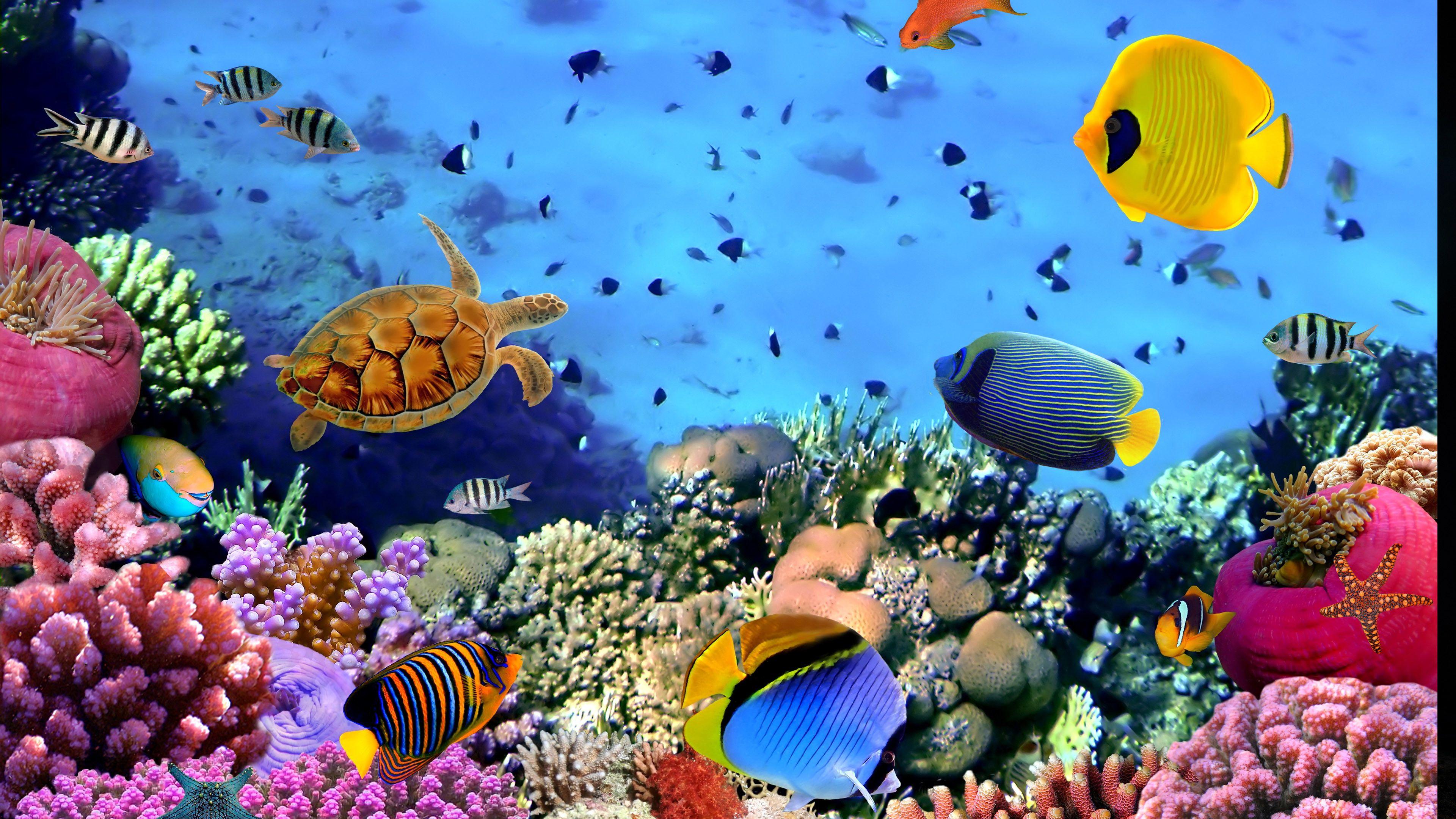 best 4k aquarium screensaver