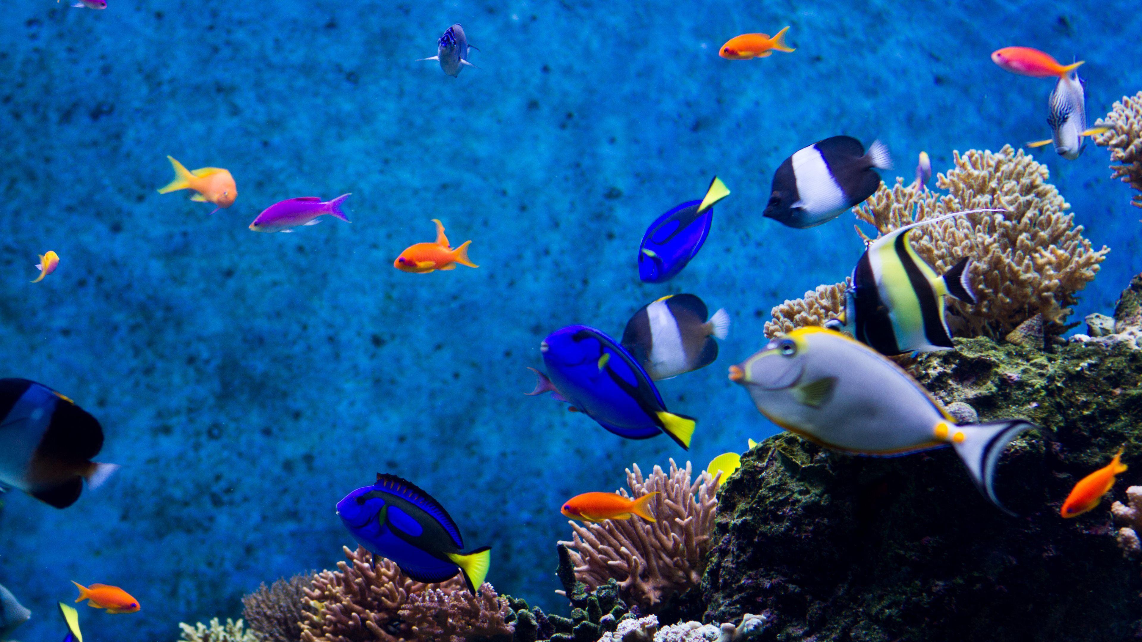 saltwater fish aquarium screensaver 4k