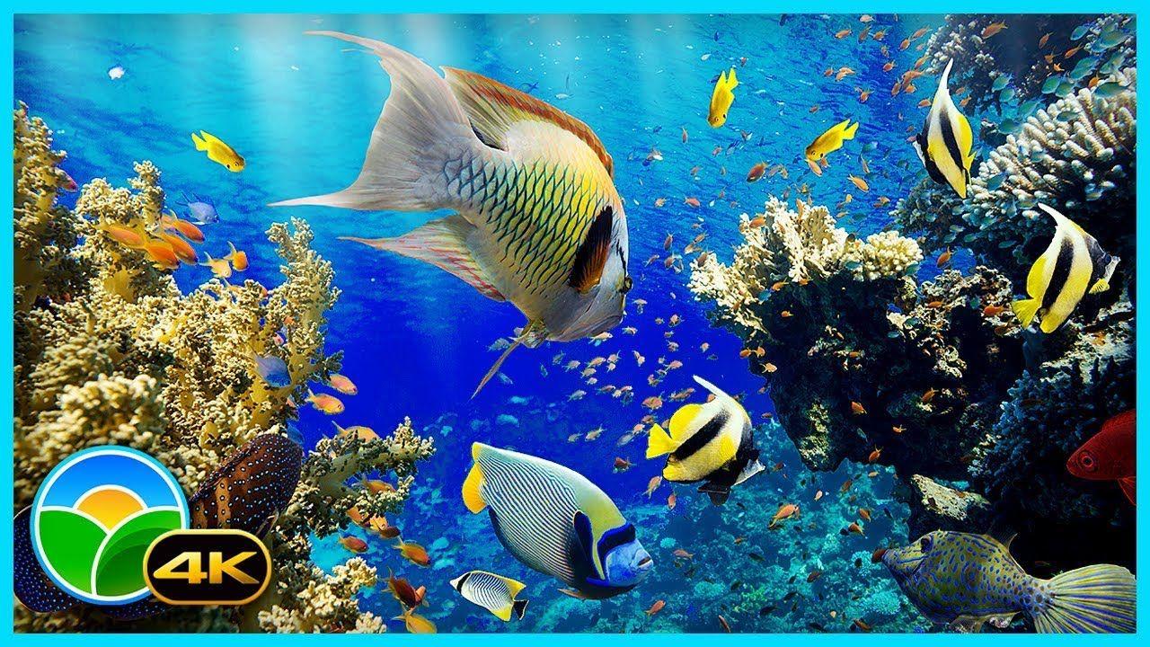 1280x720 The Best 4K Aquarium for Relaxation II