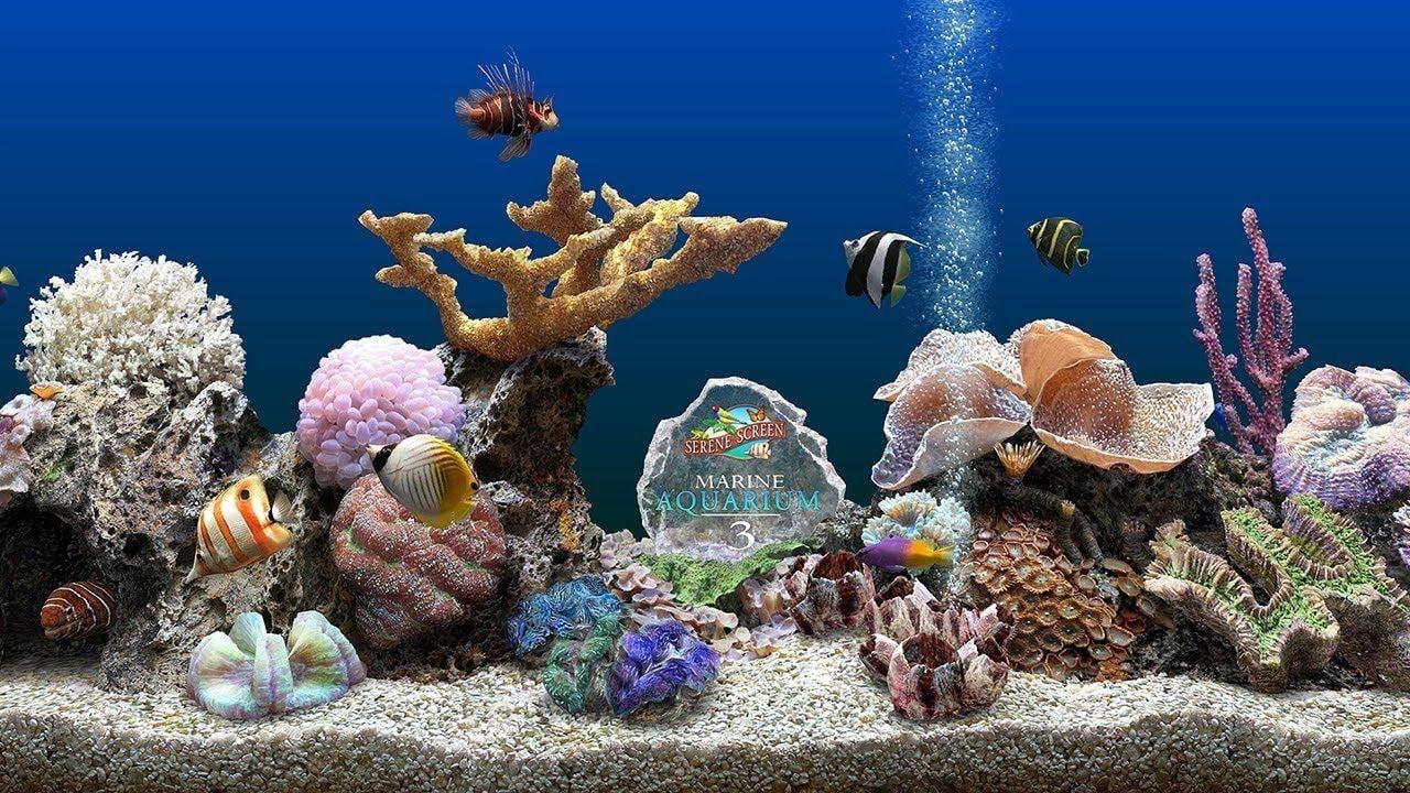 marine fish tank screensaver