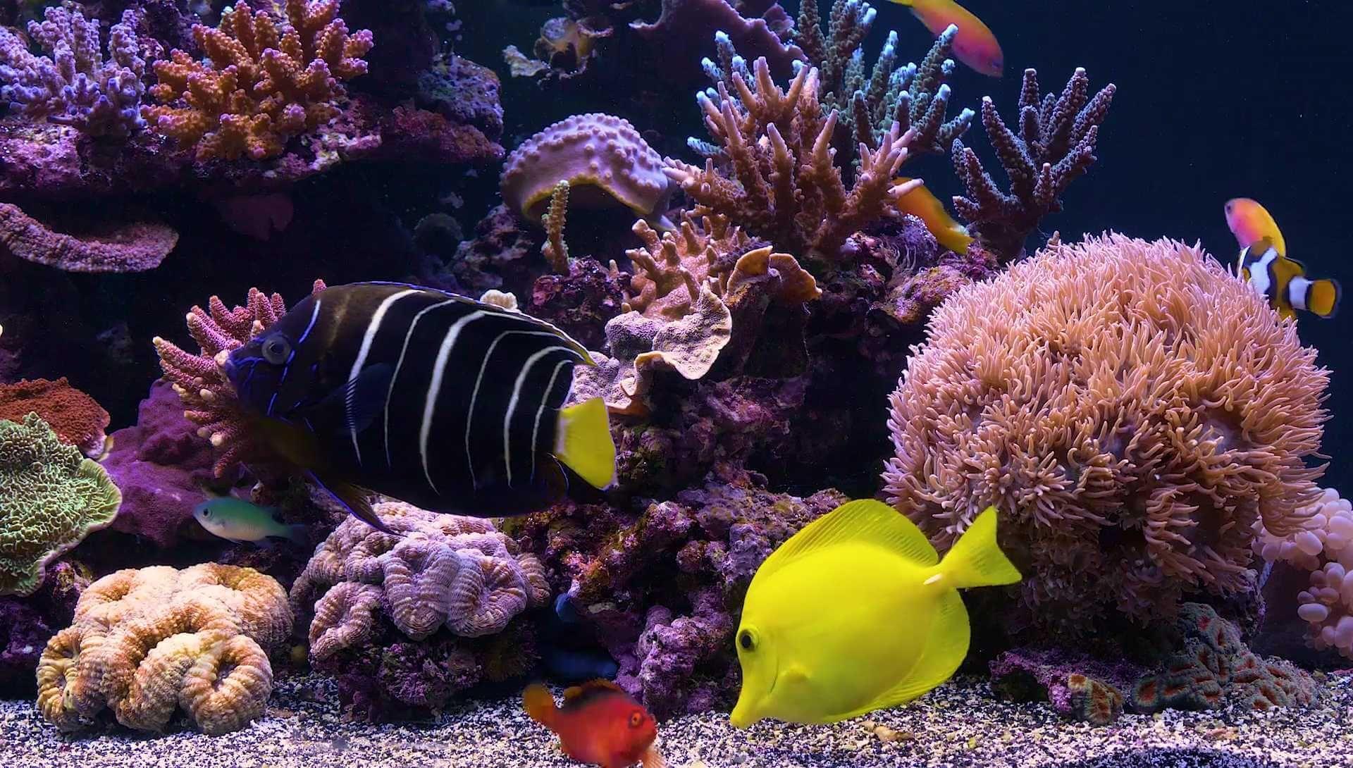 best aquarium screensaver free