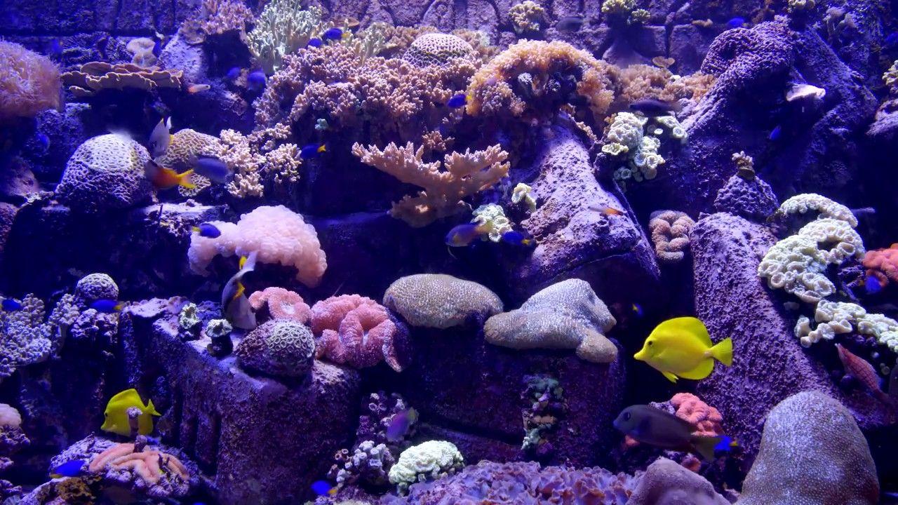 marine aquarium screensaver 4k uhd
