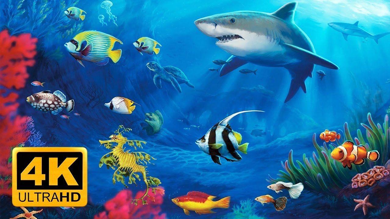 1280x720 The Best 4K Aquarium for Relaxation