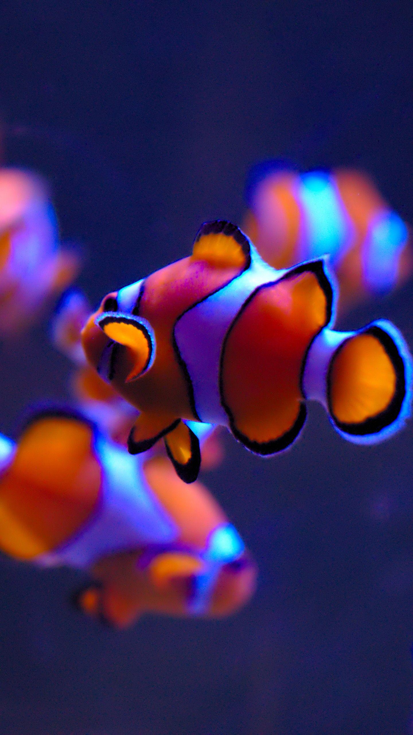 4K Aquarium Wallpapers - Top Free 4K Aquarium Backgrounds - WallpaperAccess