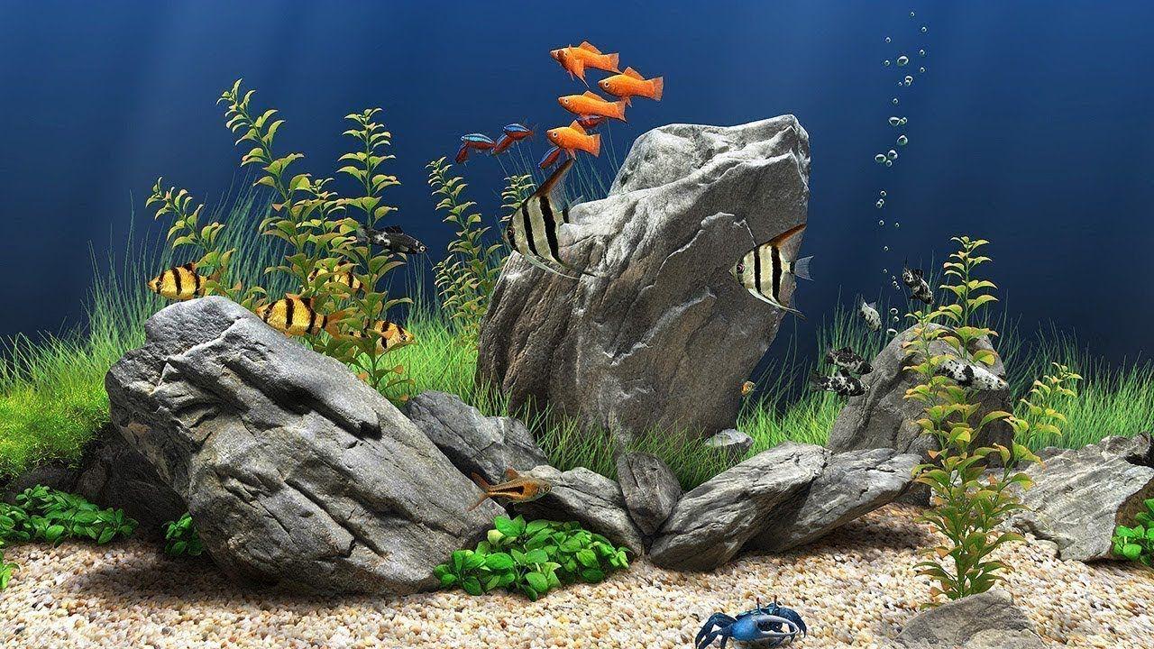 best 4k aquarium screensaver