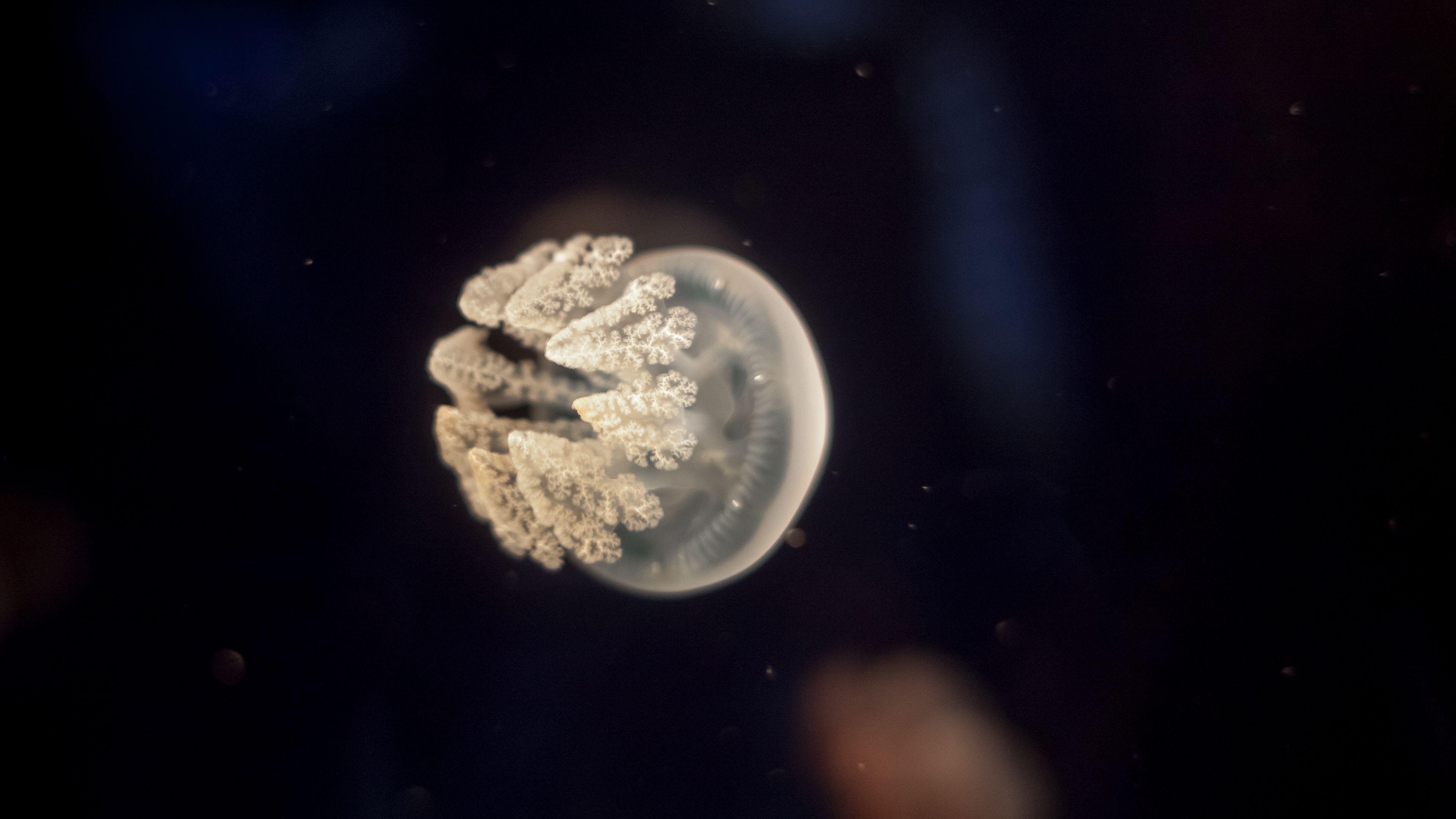 3840x2160 Download wallpaper 3840x2160 jellyfish, tentacles