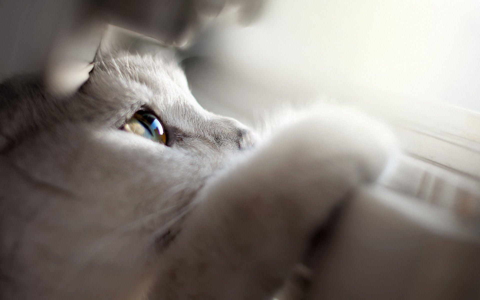 1920x1200 anime, Cat, Depth Of Field, Animals, Closeup Wallpaper HD