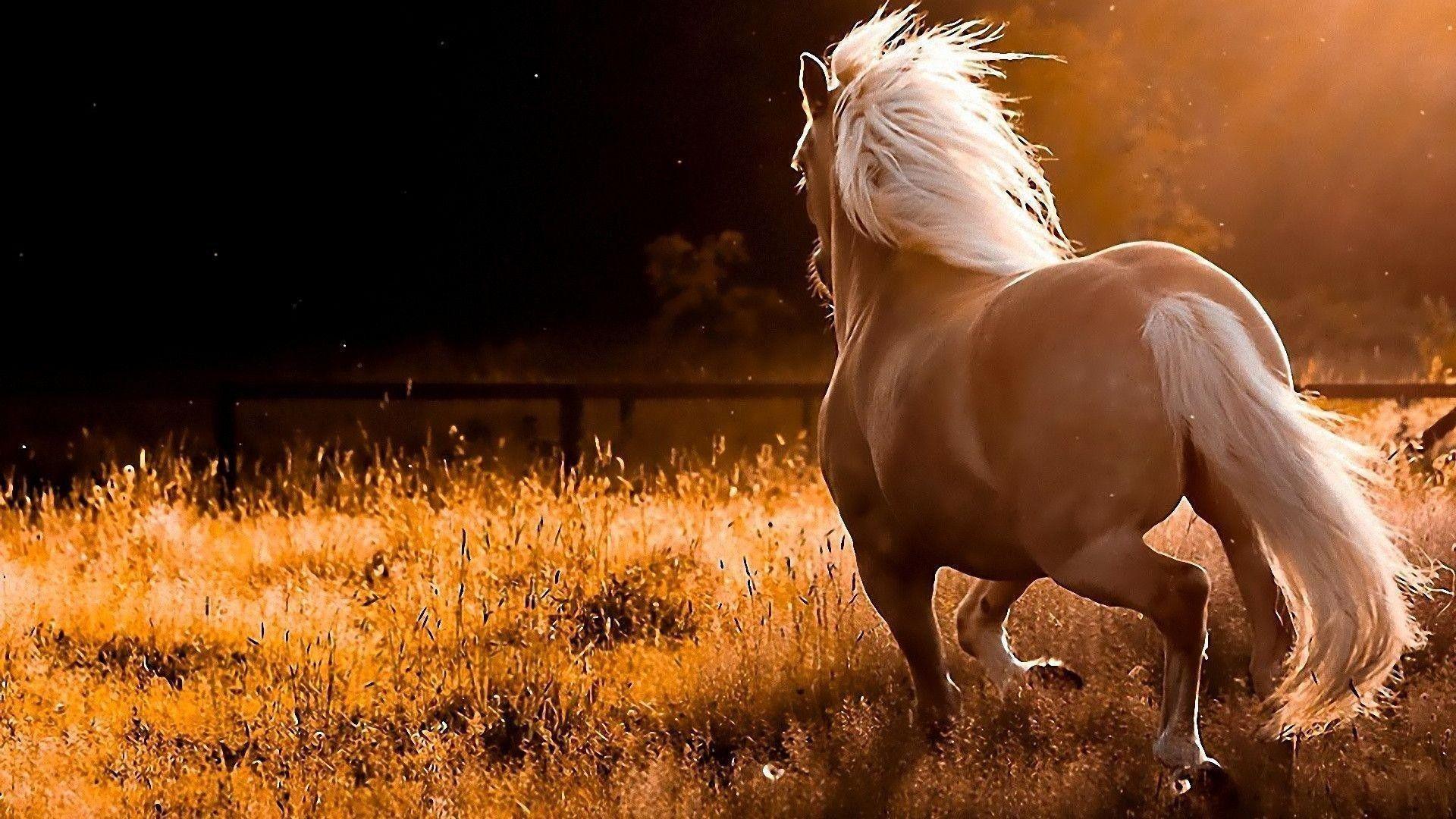Autumn Horse Wallpapers - Top Free