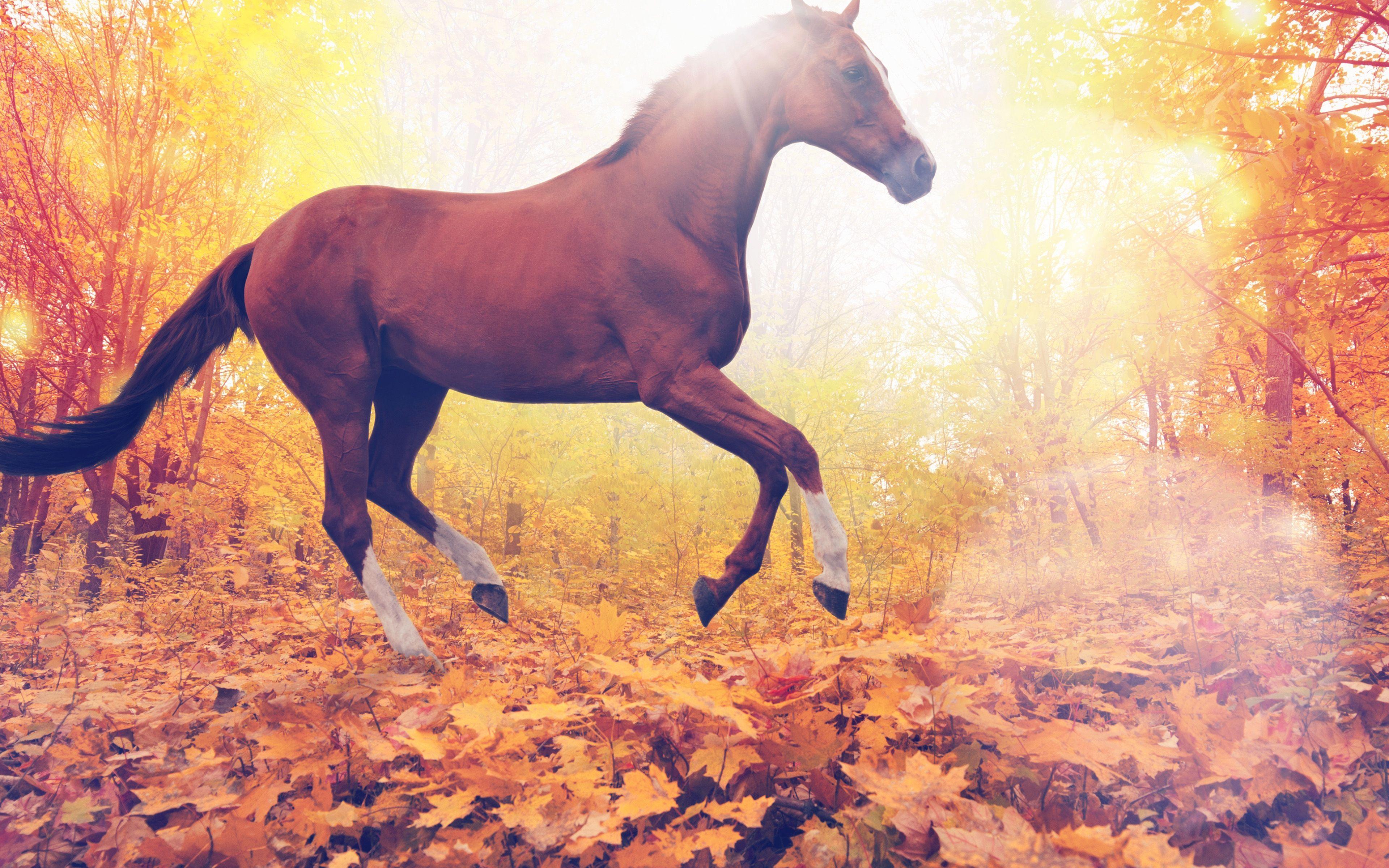 3840x2400 Horse Art Animal Fall Leaf Mountain Red Flare Wallpaper